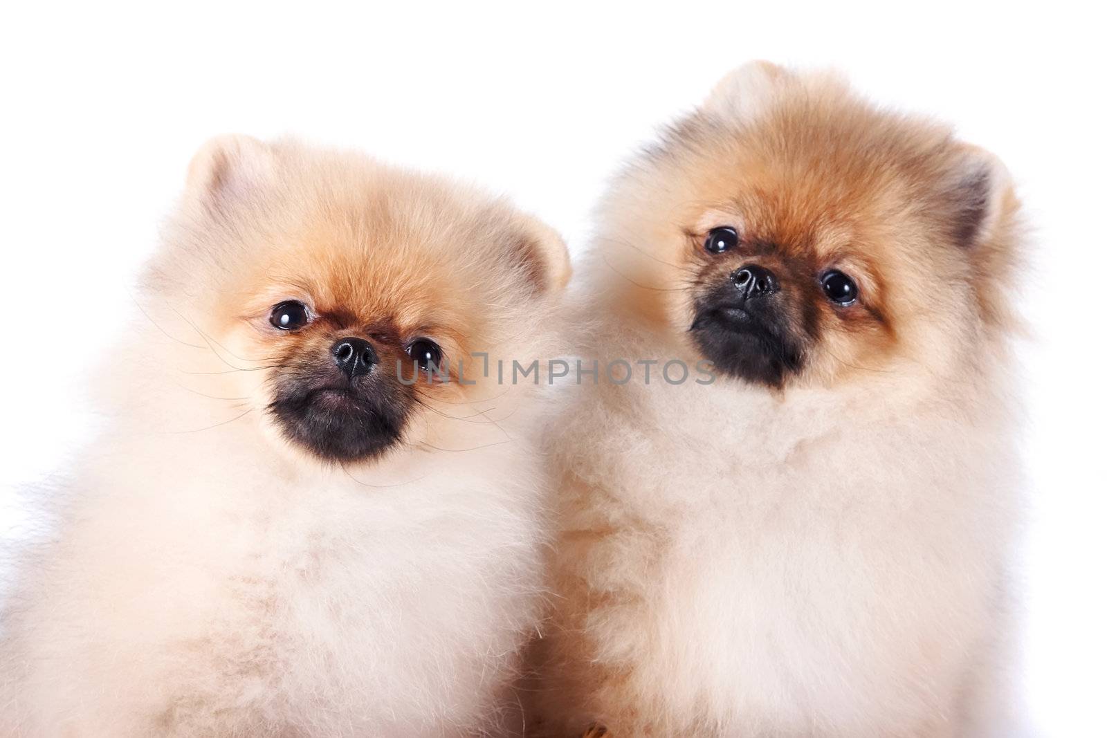Portrait of two puppies of a spitz-dog on a white background