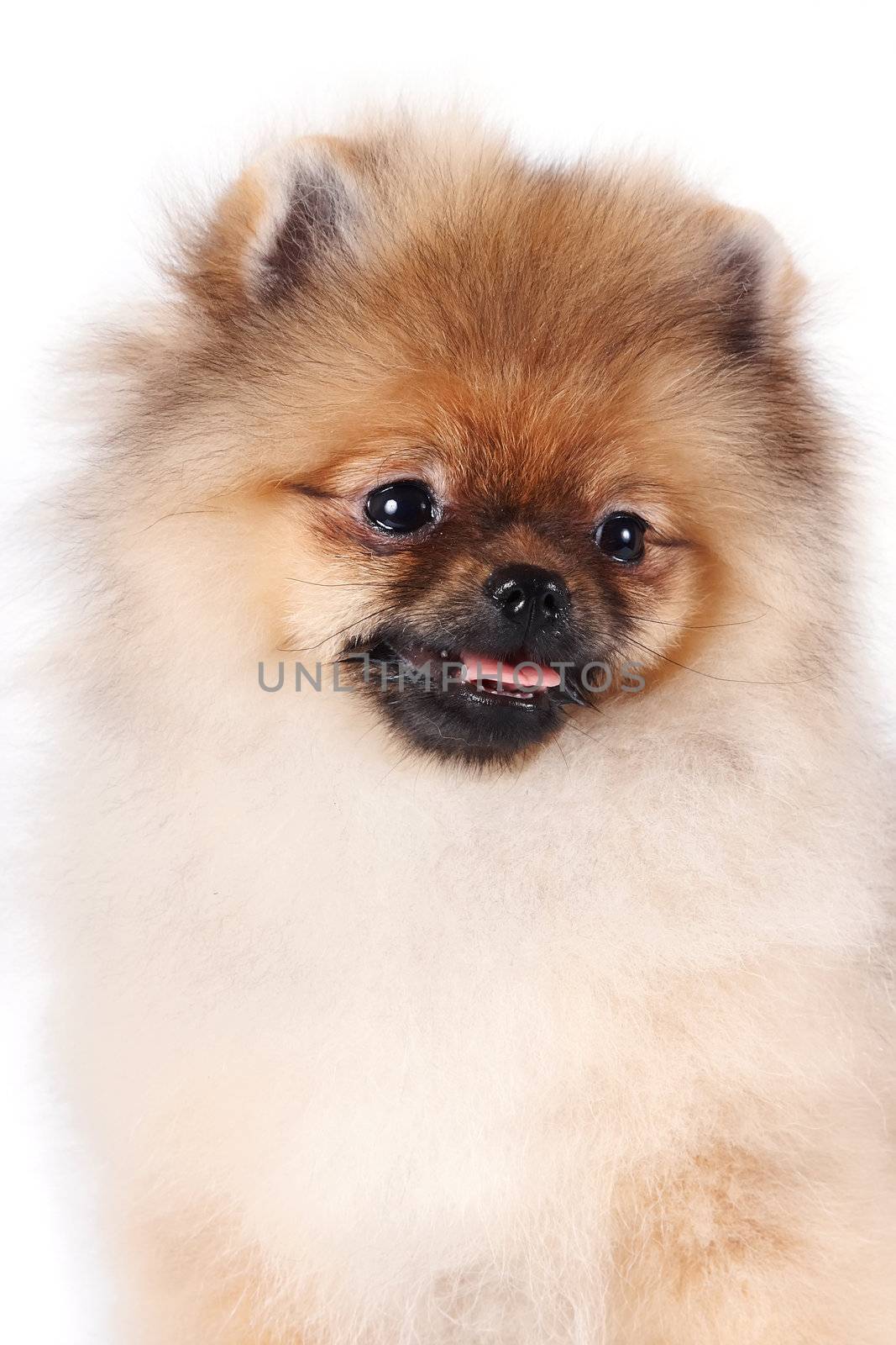 Portrait of a puppy of a spitz-dog on a white background