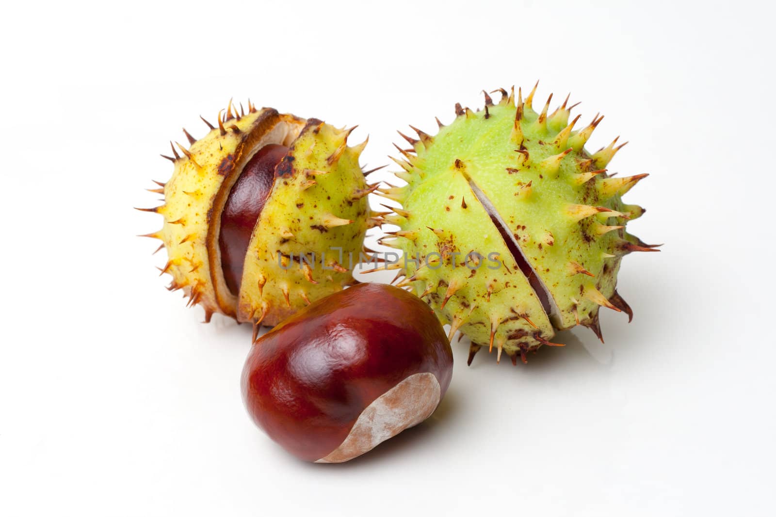 isolated Chestnut on white background