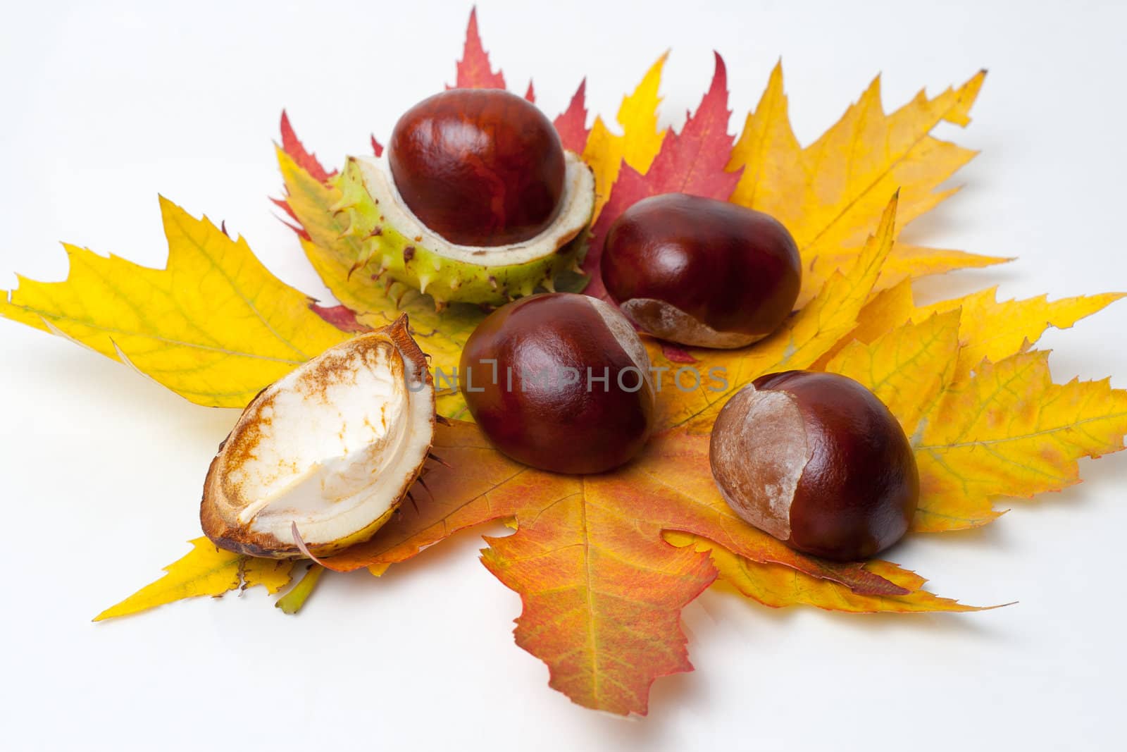 Chestnut with colorful leafs on white background