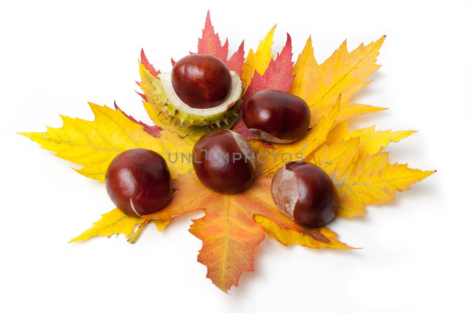 Chestnut with colorful leafs on white background