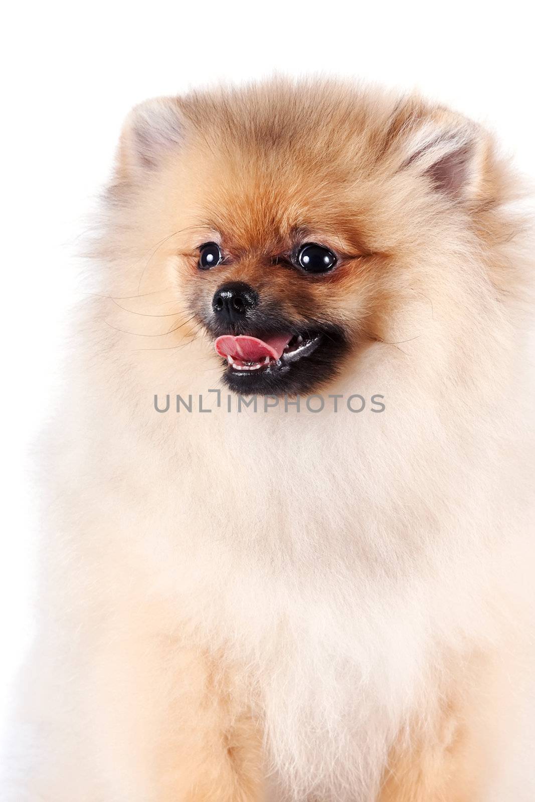 Portrait of a puppy of a spitz-dog on a white background