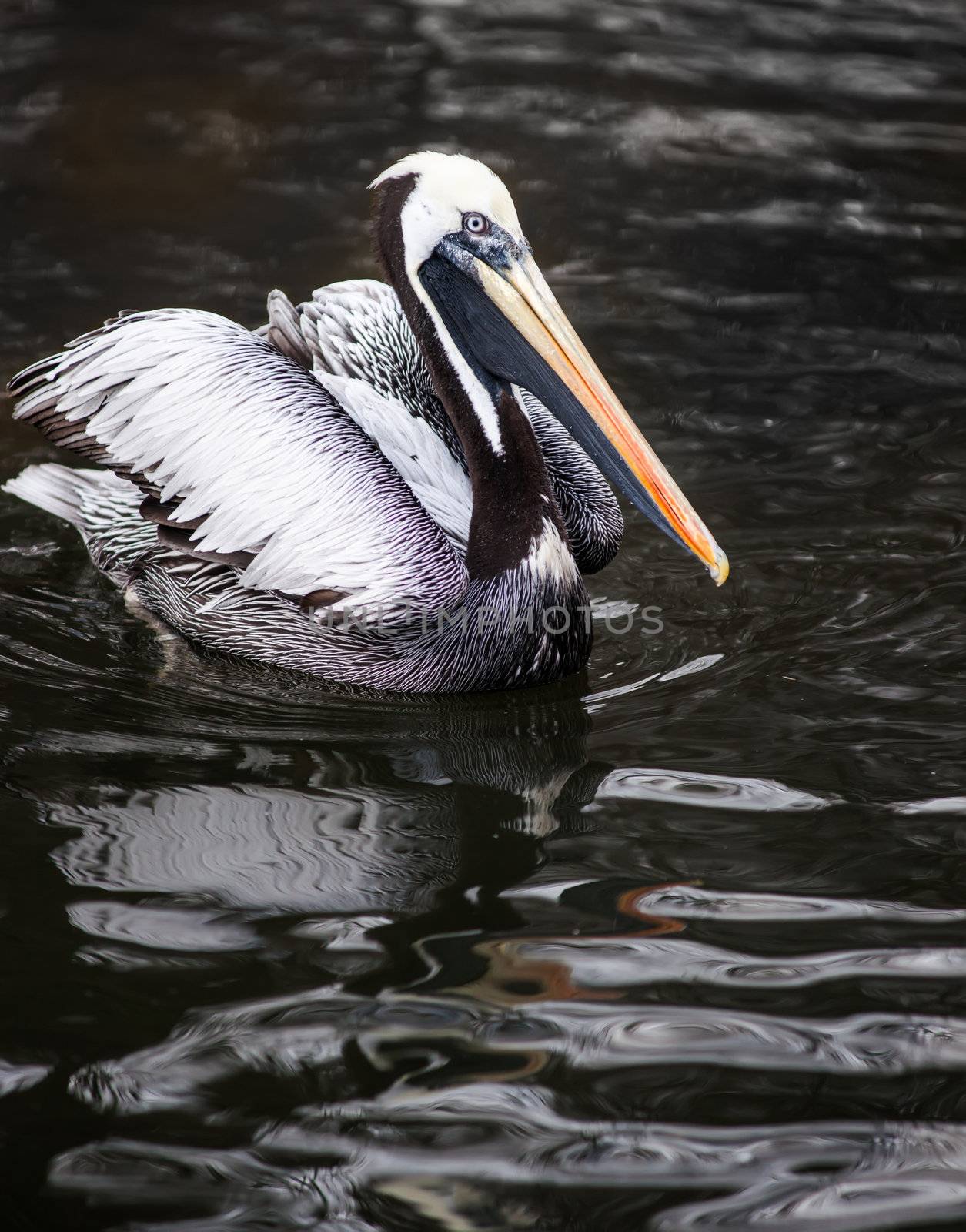 Peruvian Pelican: birds from South America   by Arsgera