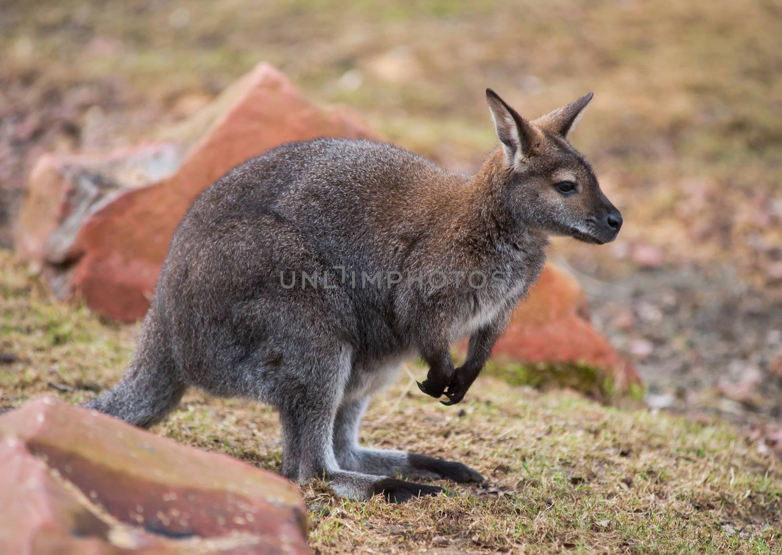 Wallaby: wildlife and animals of Australia by Arsgera