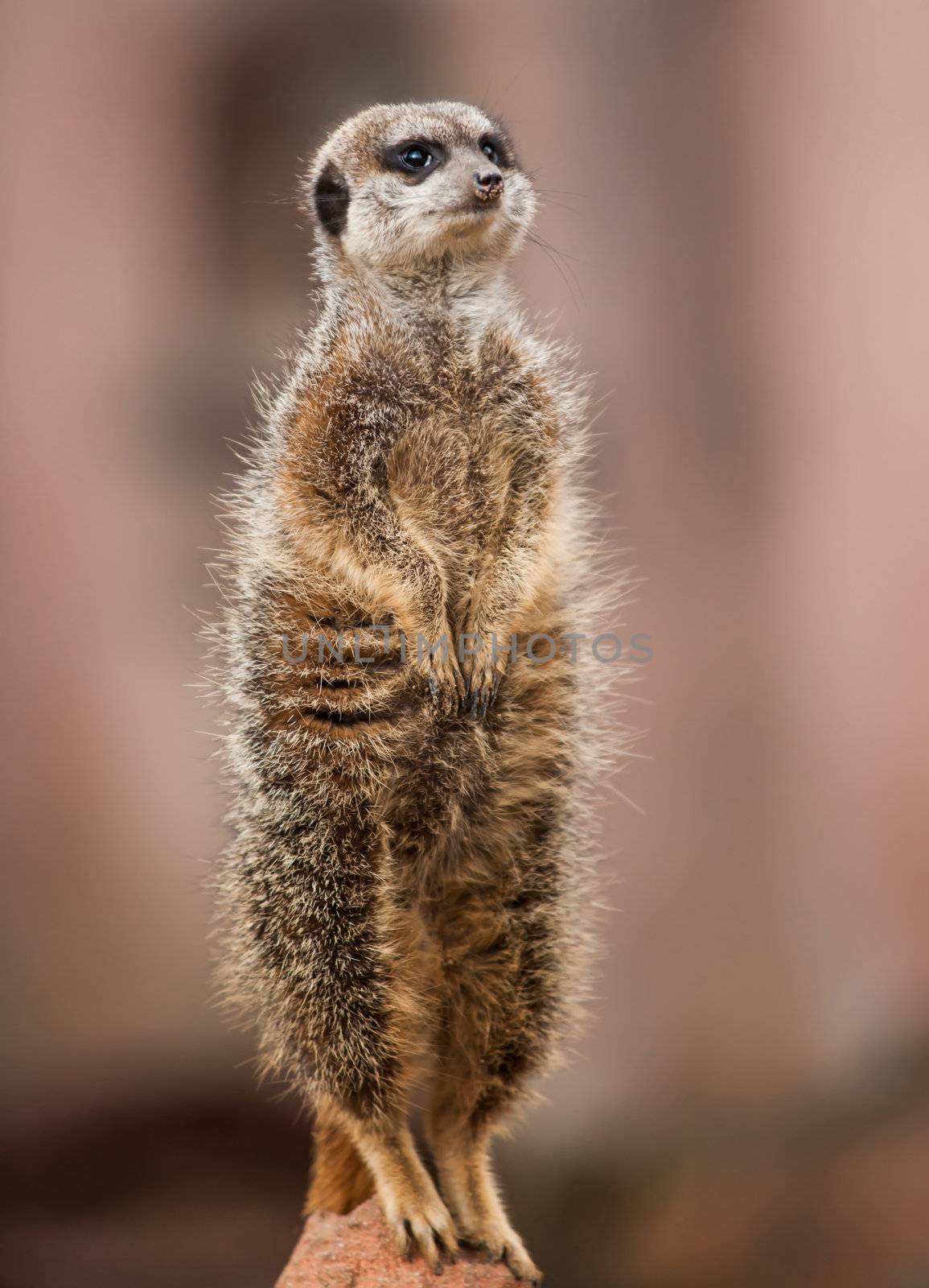 Animals of Africa: watchful meerkat by Arsgera