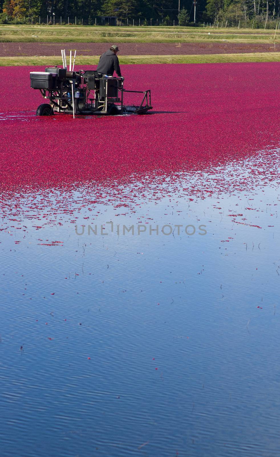 A Farmer of Cranberries cultivates his crop right before harvest