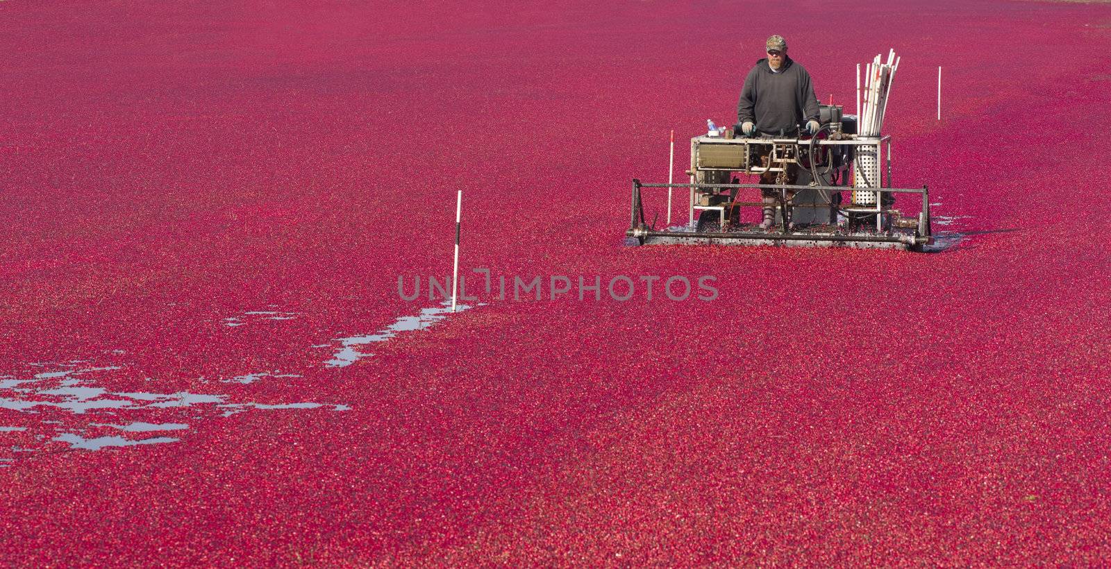 A Farmer of Cranberries cultivates his crop right before harvest