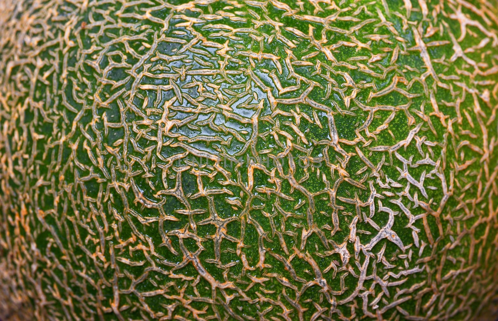 Close up of Odd green skin of a melon similar to Cantelope