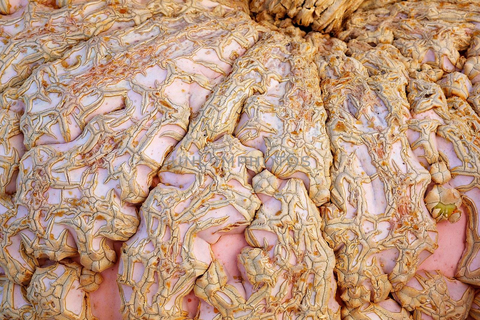 Close up of the warty skin of a pink and tan Peanut Pumpkin