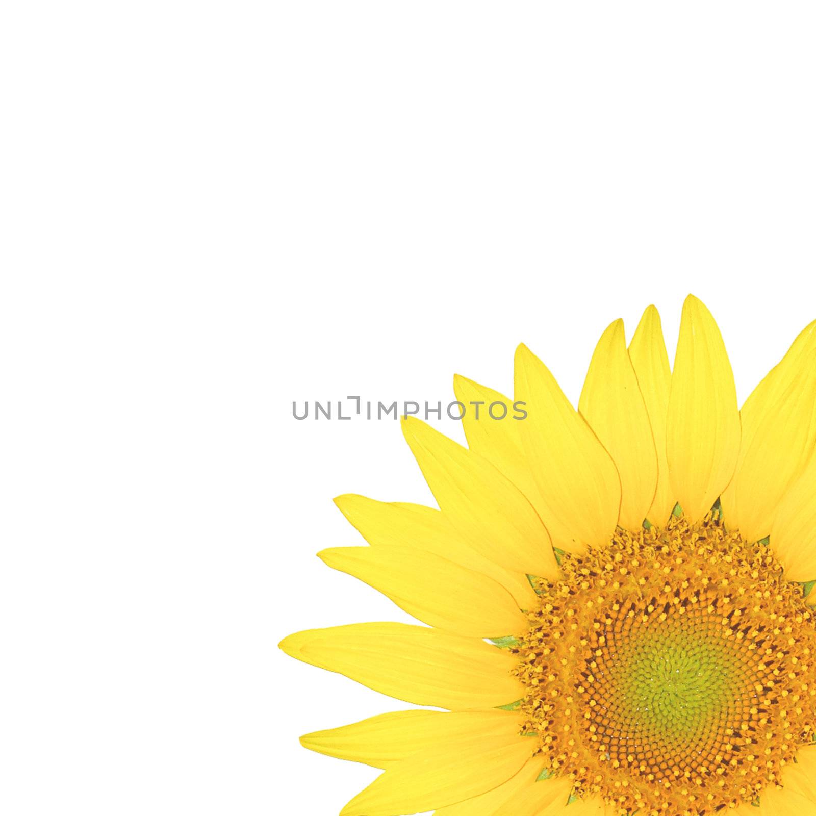 Close up sun flower isolated on the white background by rainyrf