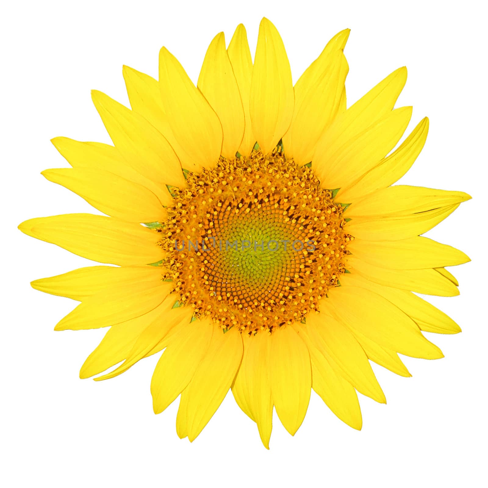 sun flower isolated on the white background