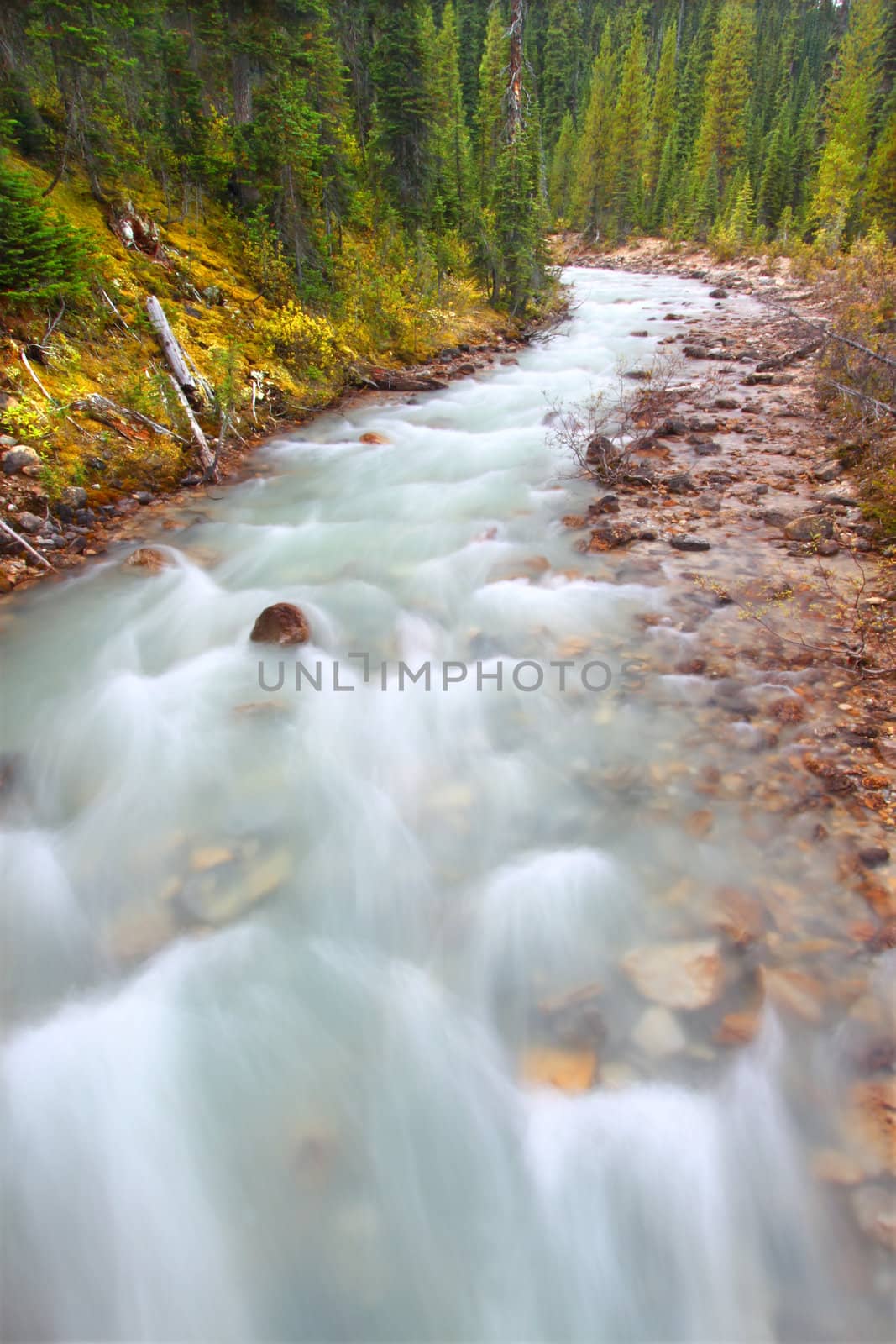 Rapids of the Little Yoho River in Yoho National Park of Canada.