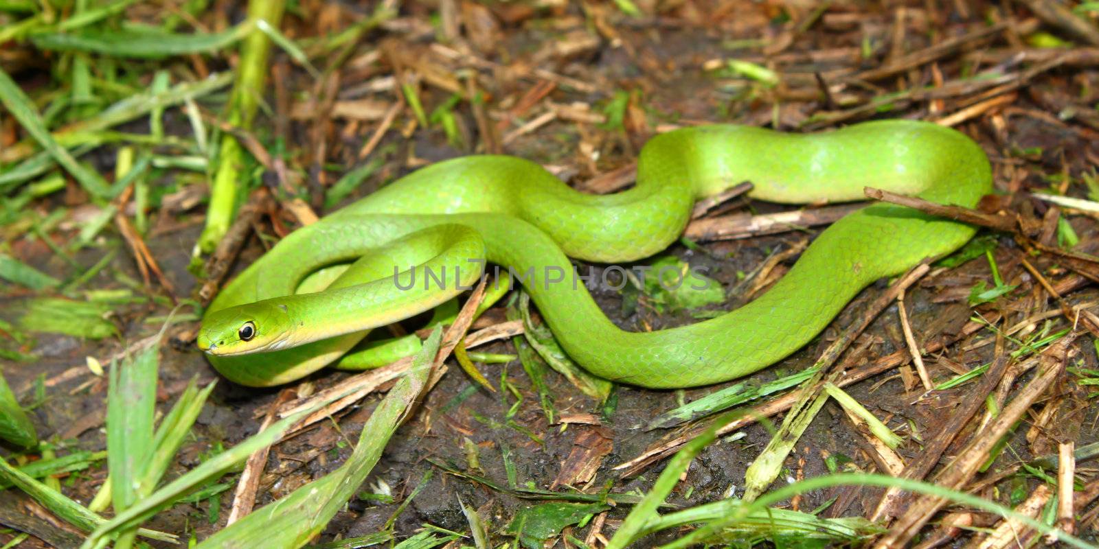 Smooth Green Snake (Opheodrys vernalis) by Wirepec