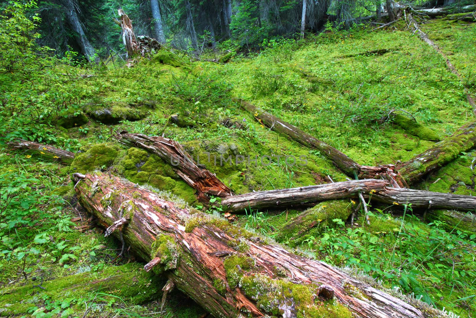 Yoho National Park Forest Floor by Wirepec