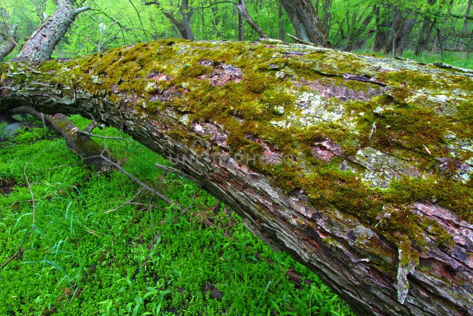 Moss grows on a fallen tree in a lush forest of northern Illinois.