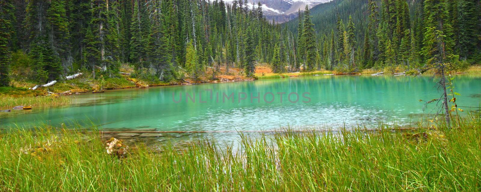 Lovely turquoise colored pond in Yoho National Park of British Columbia.