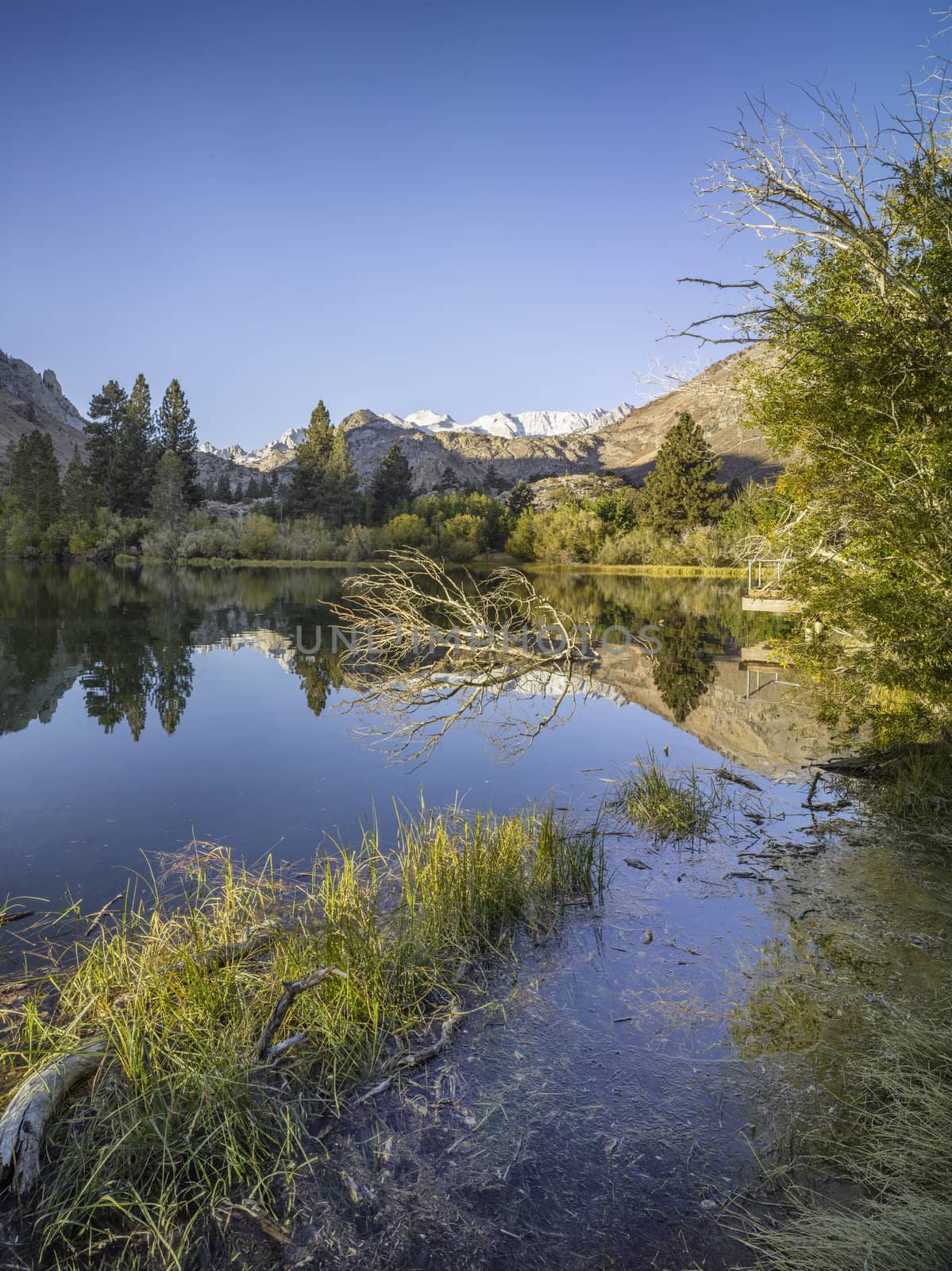 lake in a forest