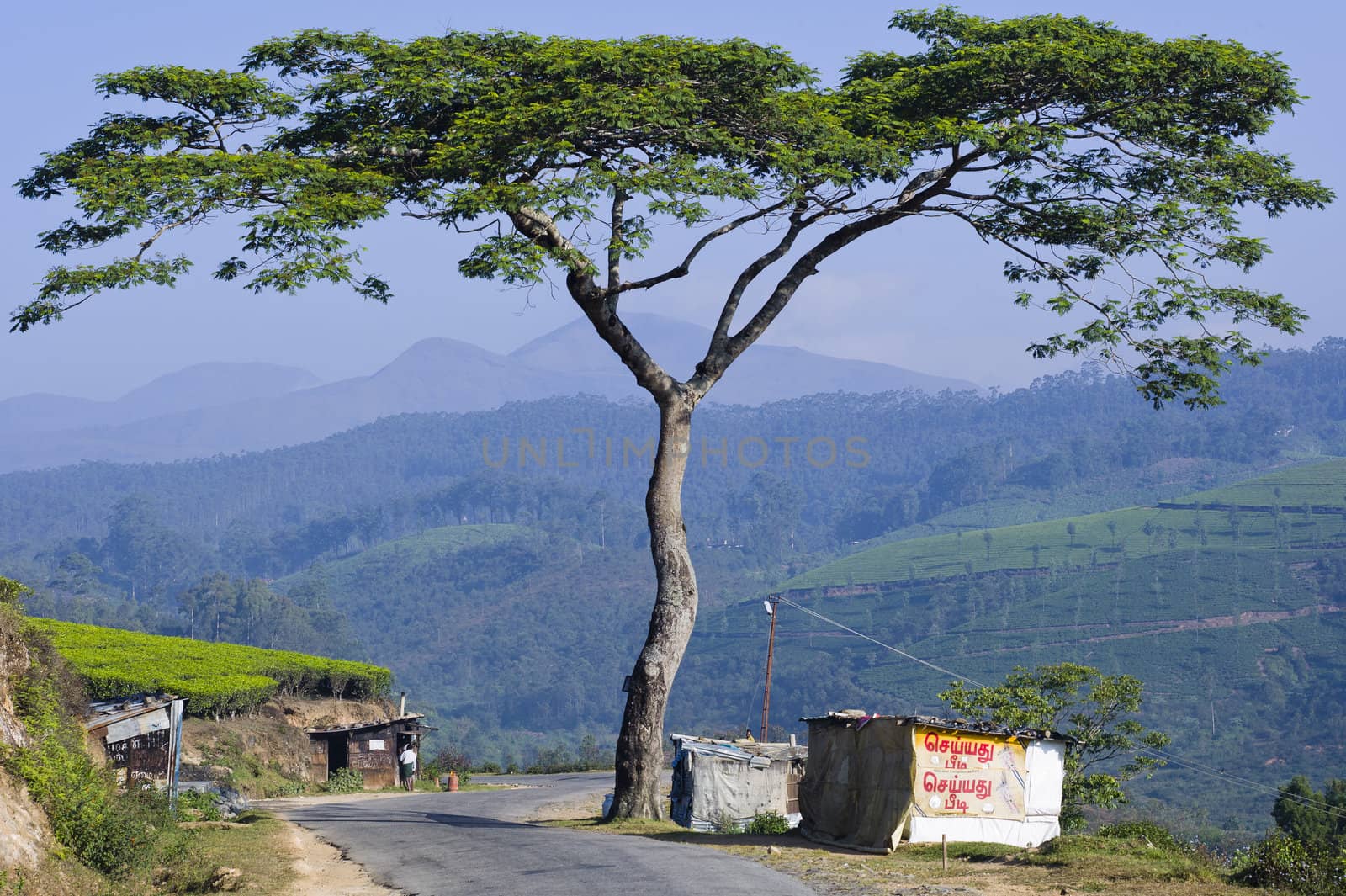 Large Mountain Tree