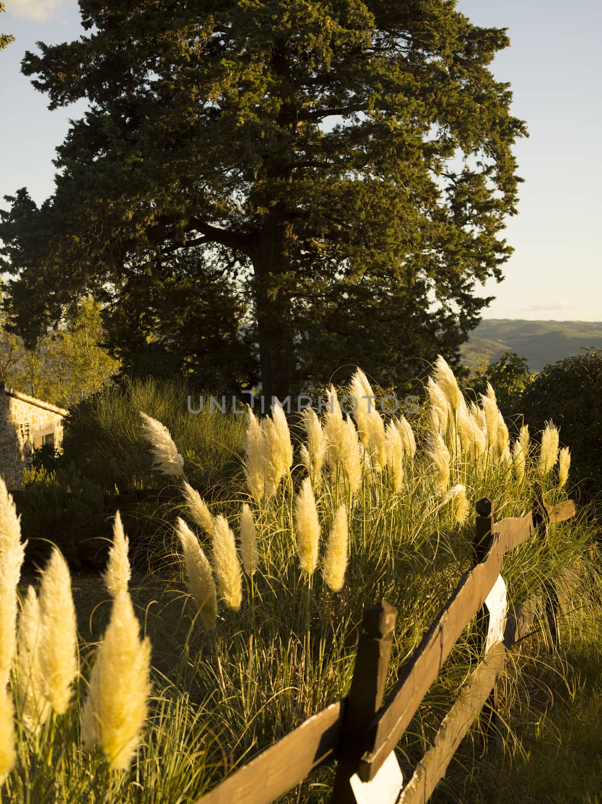 maiden grass