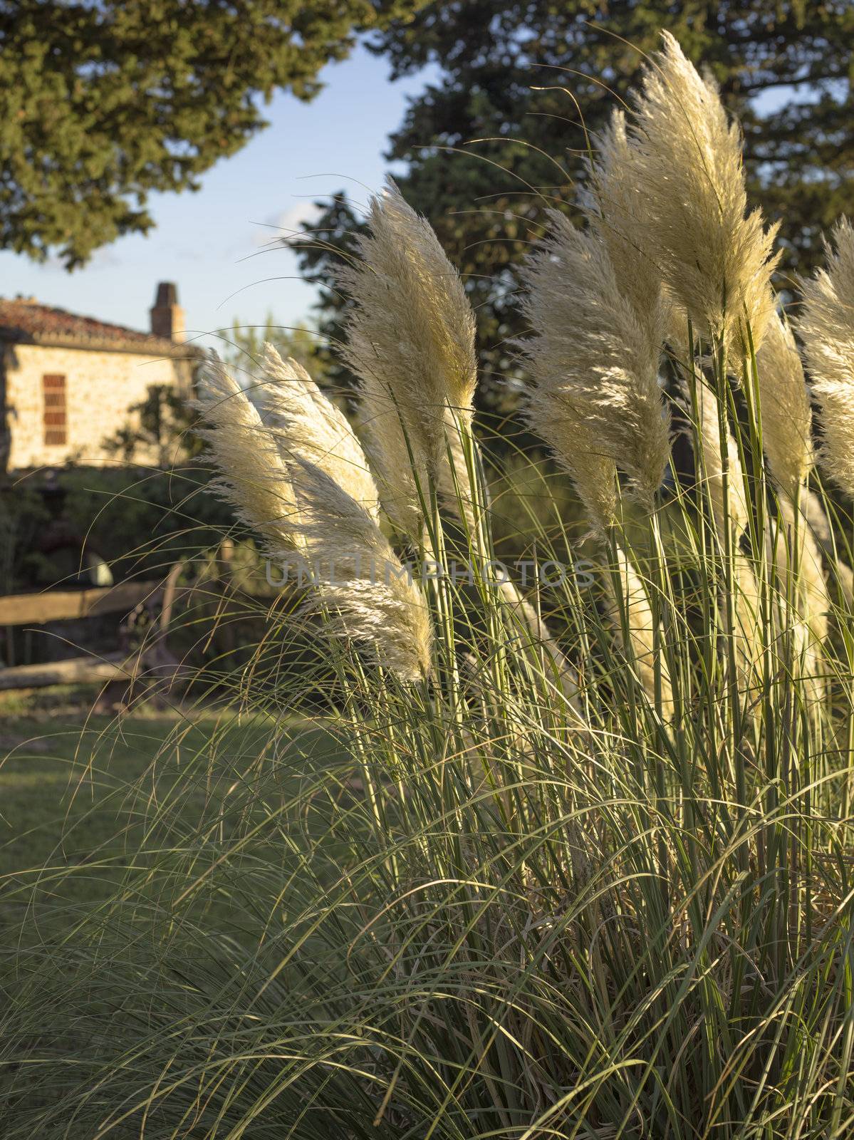pampas grass in tuscany italy