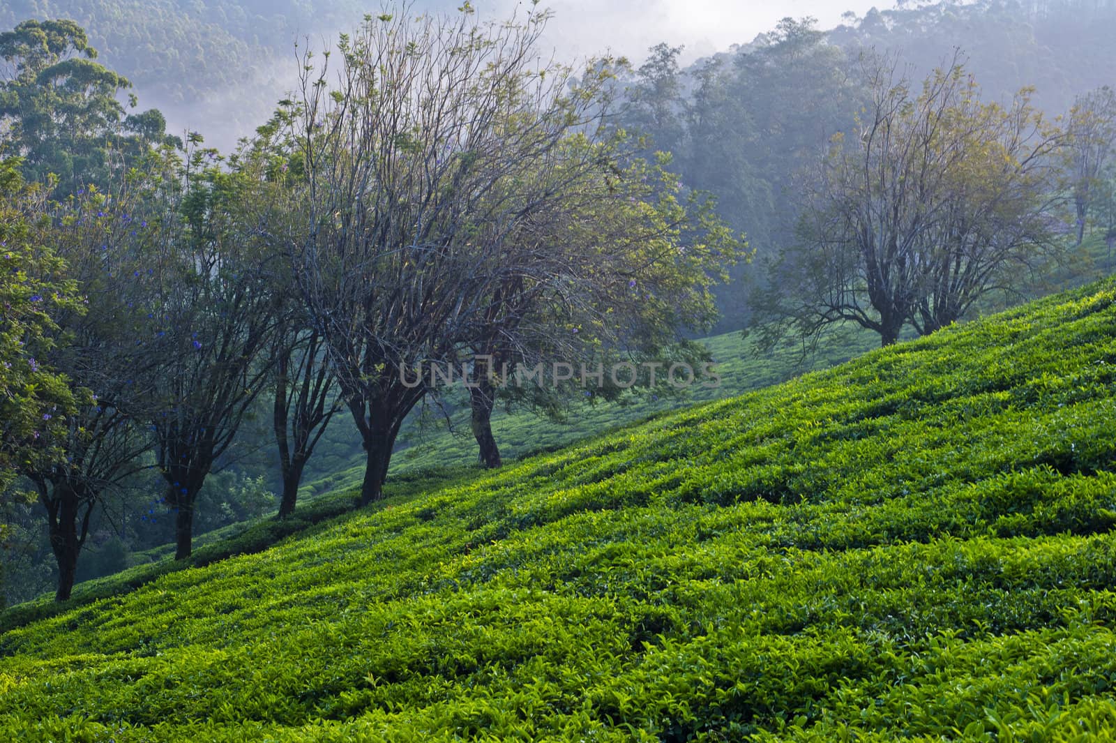 Trees and Tea Plants