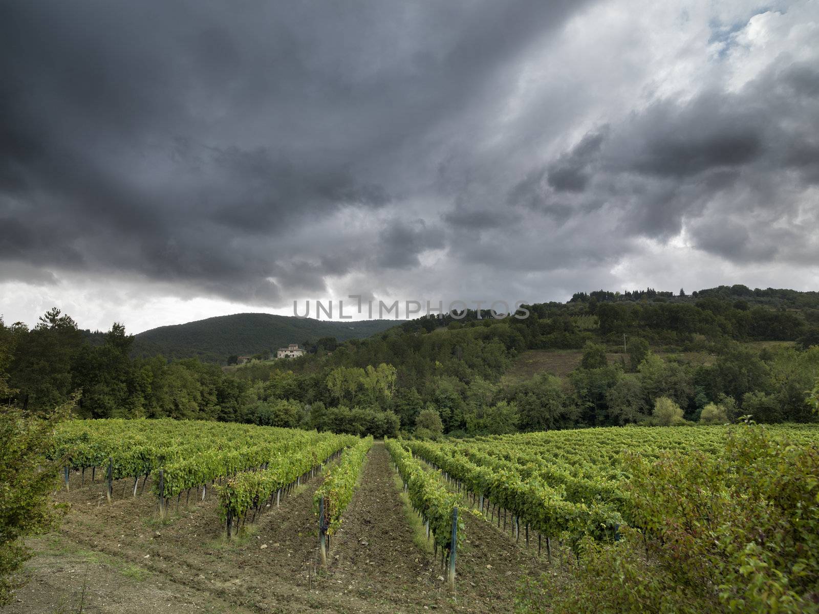 trees under the dark clouds in tuscany