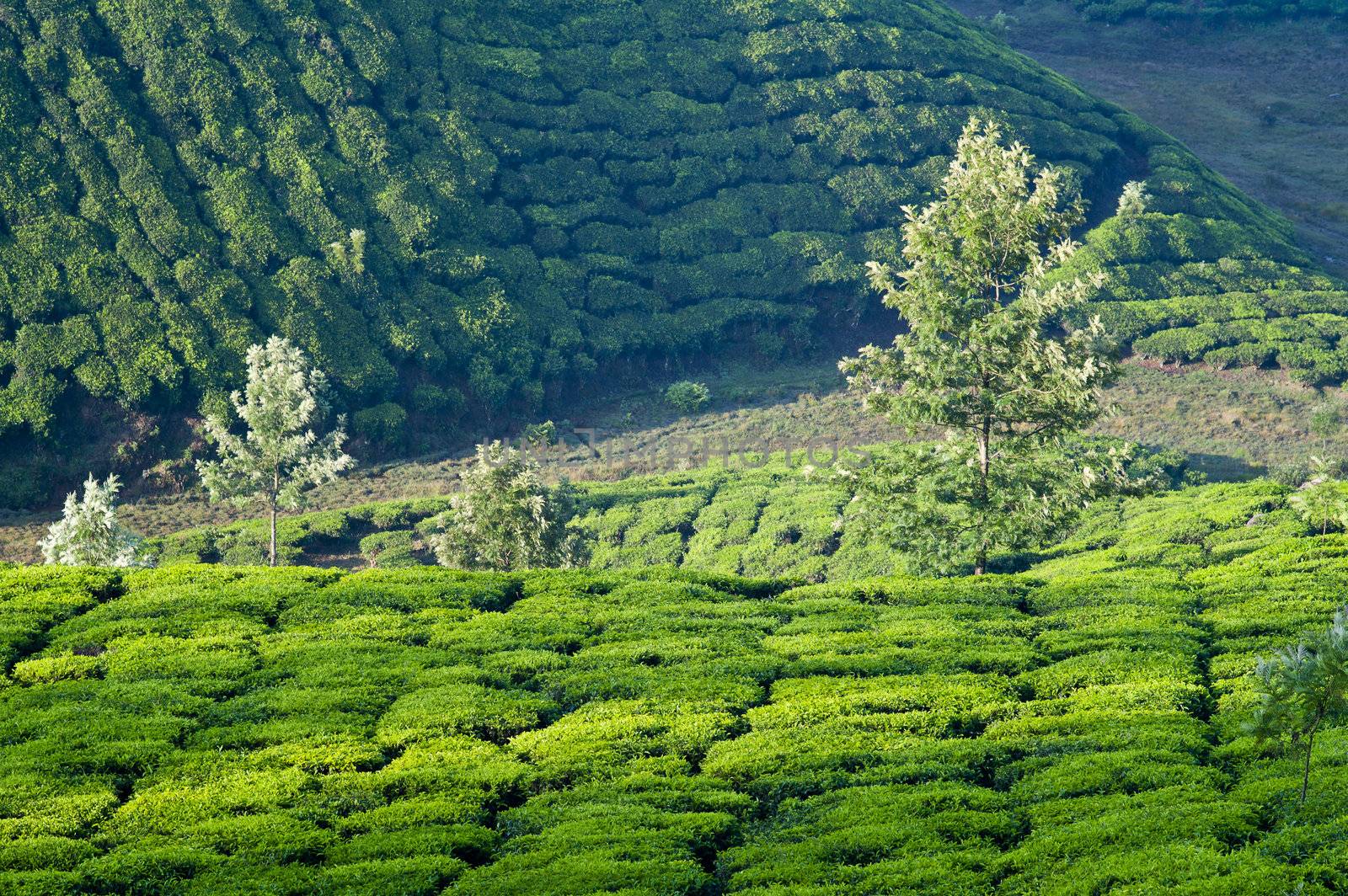 Valleys of Tea Plants