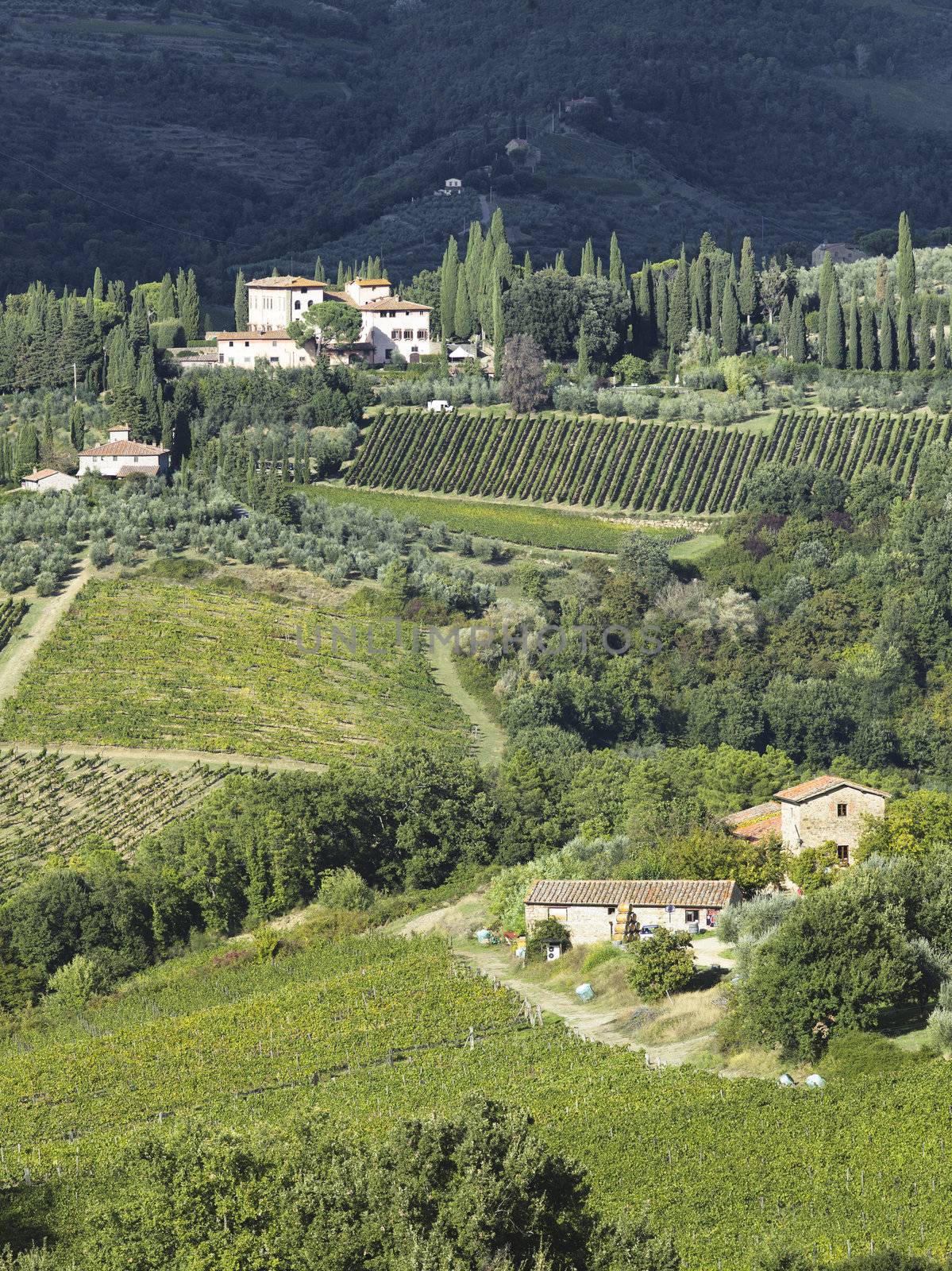 view of a tuscan vinyard by rusuangela