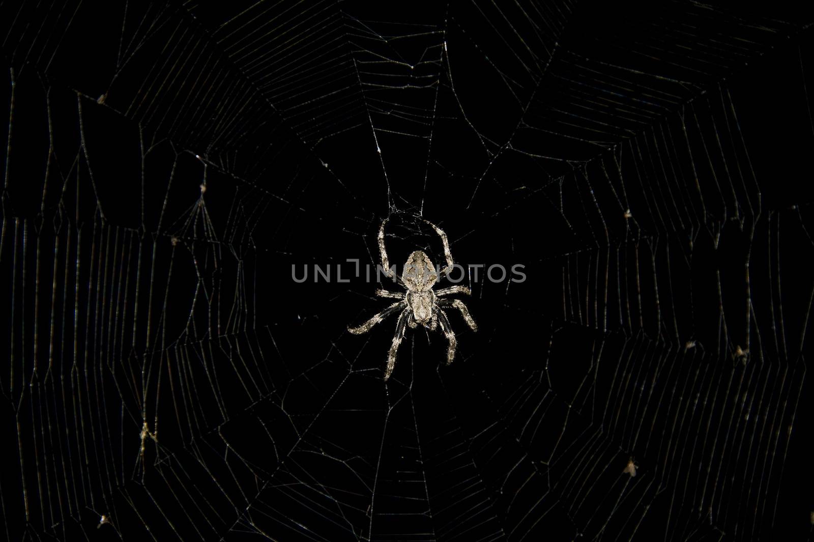 spider in the center of a web on a black background