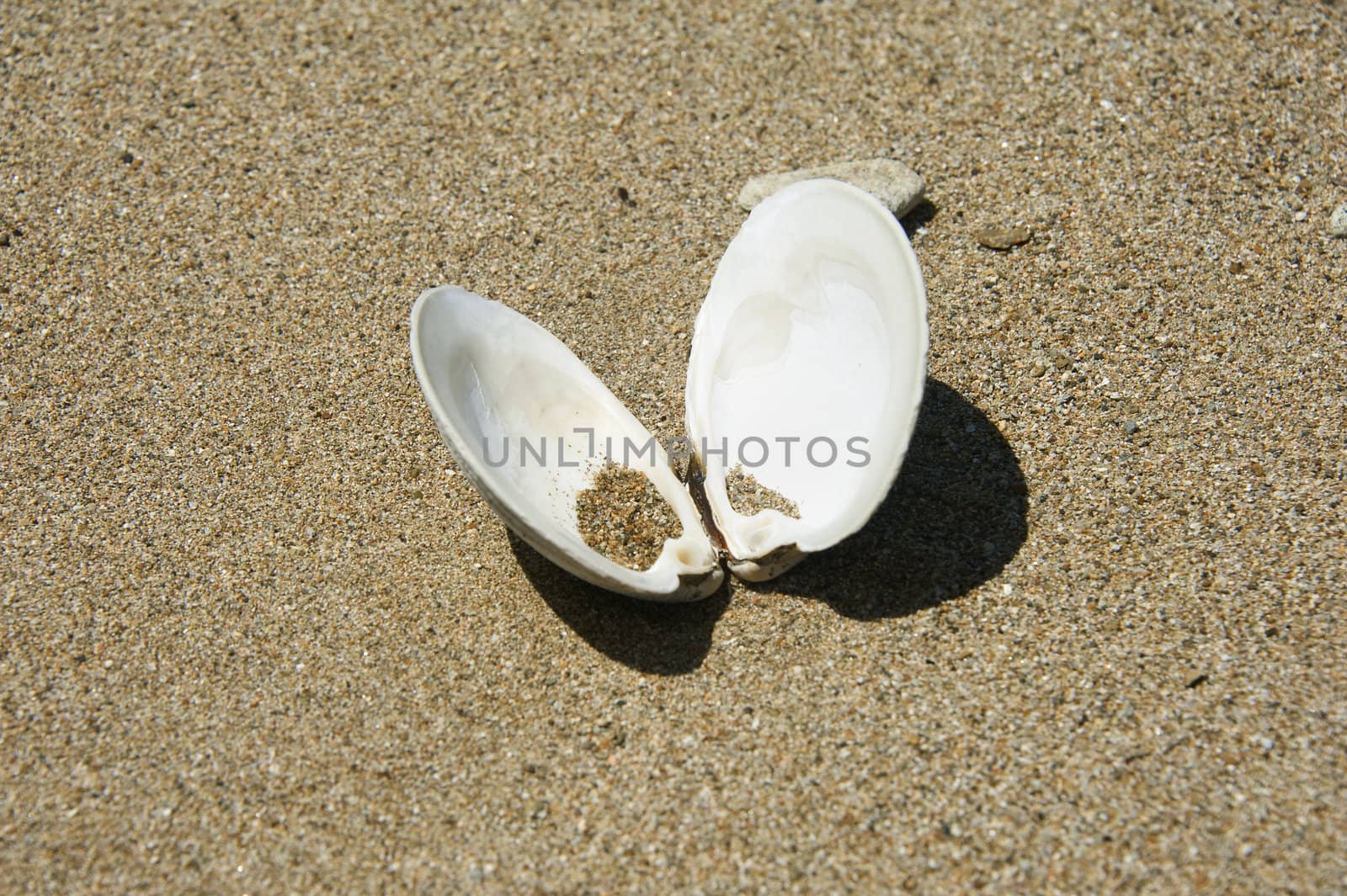 seashell on the beach closeup