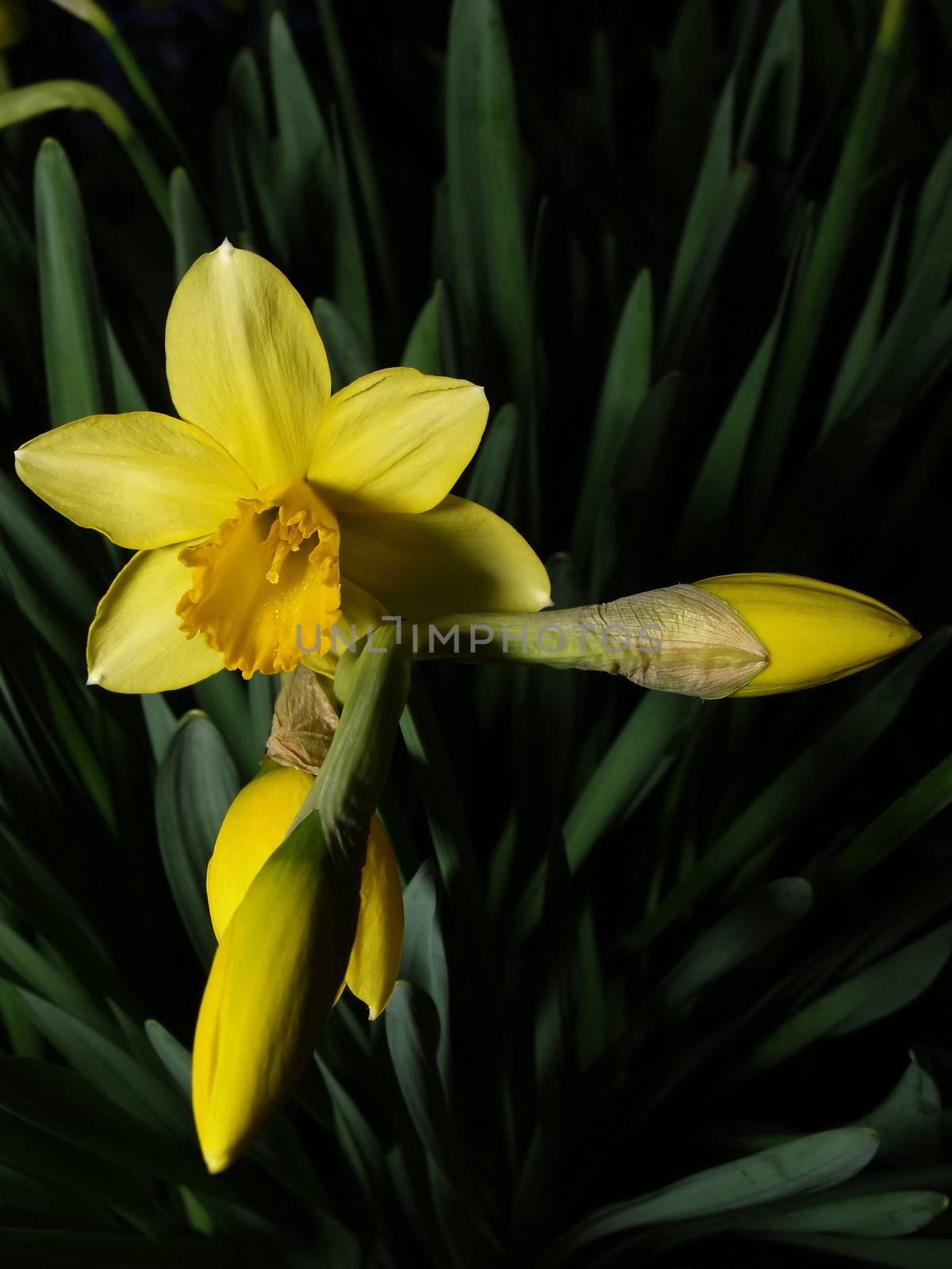 Narcissus with green leaves at the background.