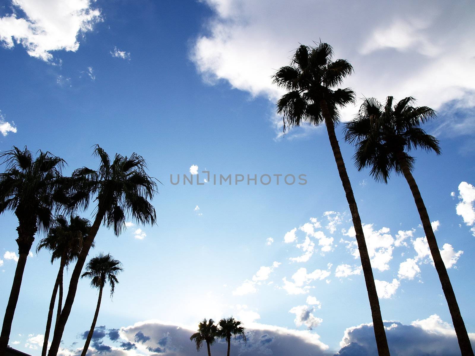 Palm trees with blue sky and clouds by anderm