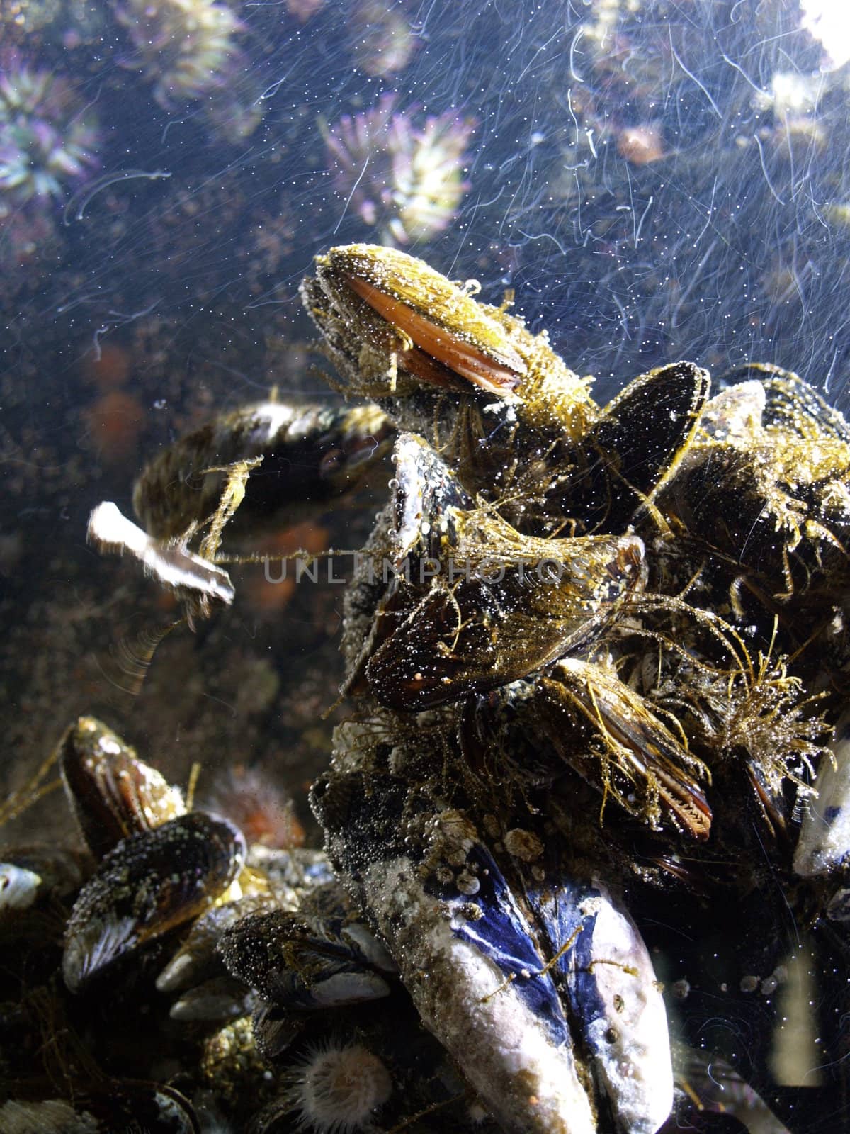 Shells underwater by anderm