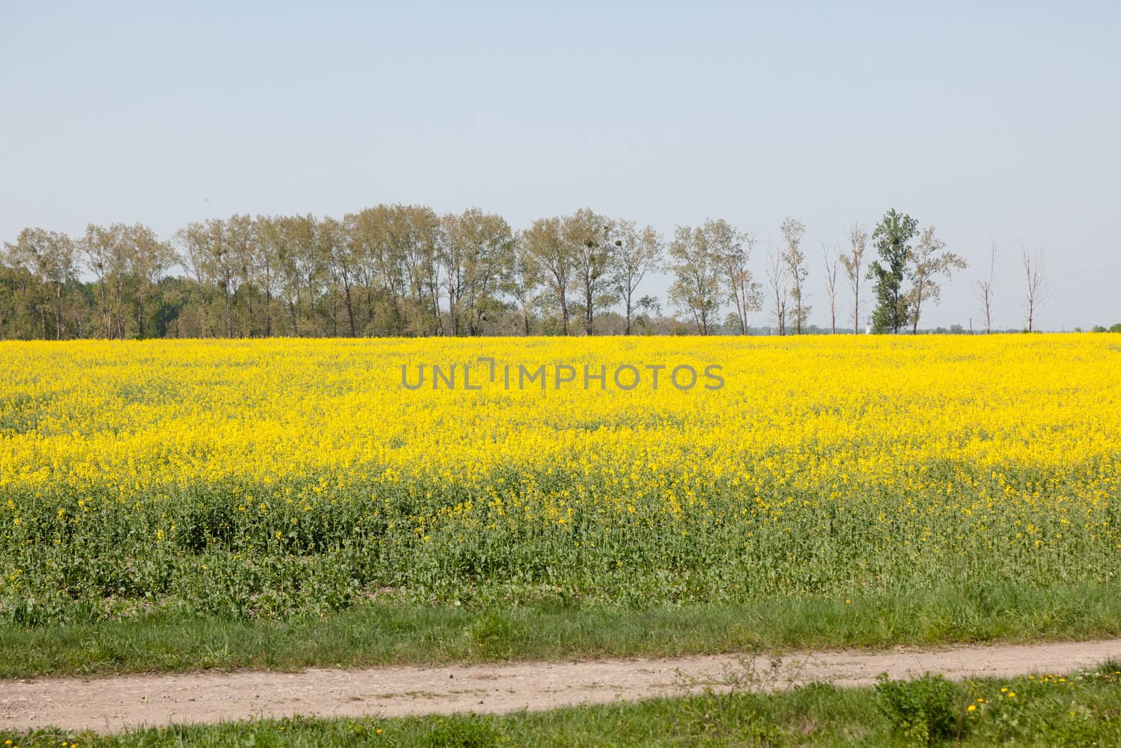 Yellow field of blooming canola iPoland