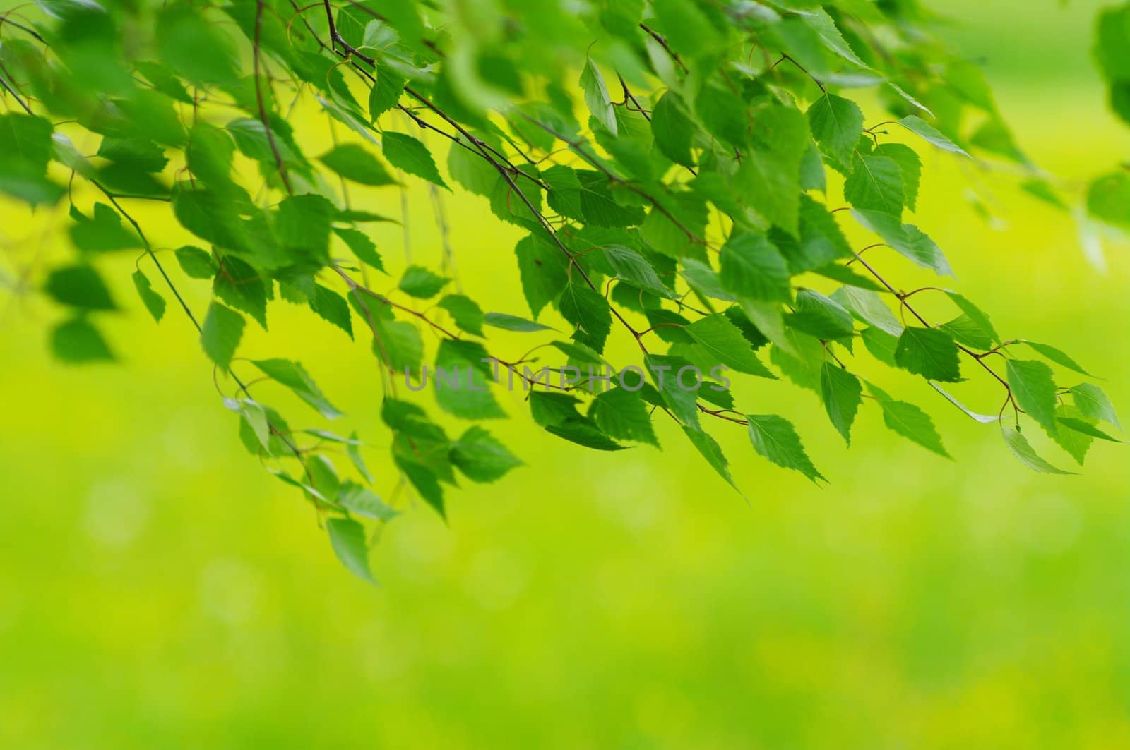 green leaves foliage at springtime outside in the nature