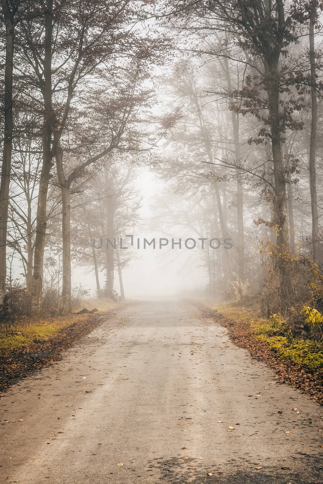 misty forest by magann