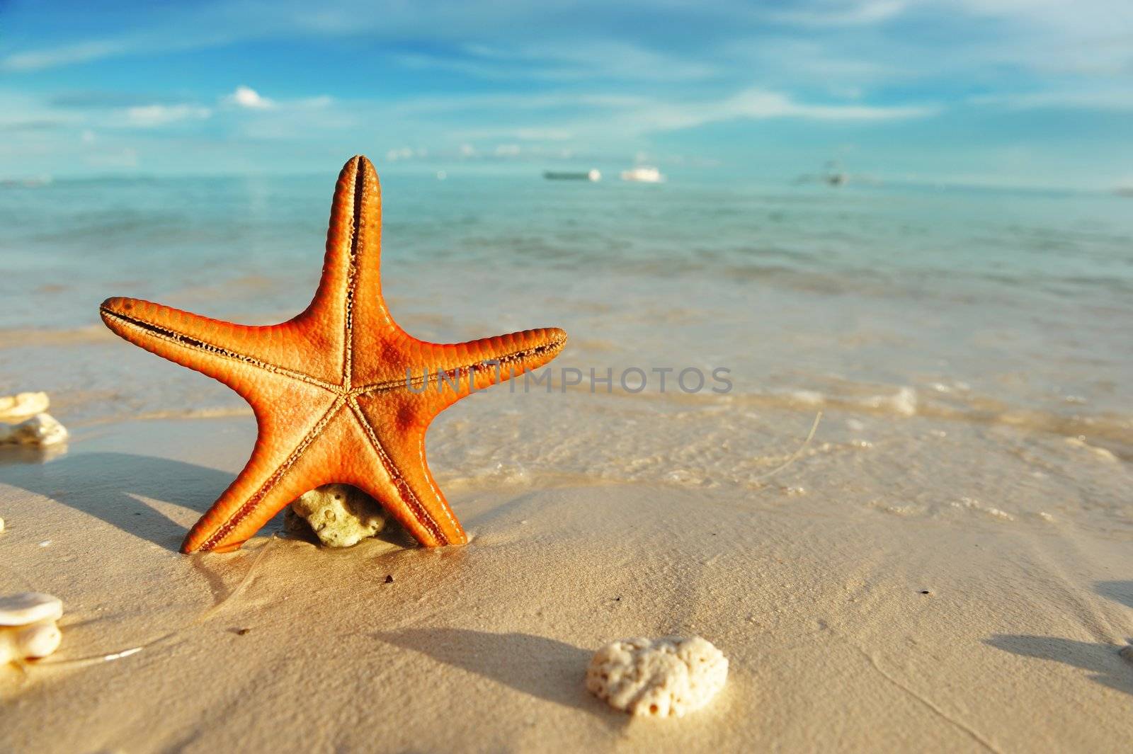 Starfish on a beautiful beach
