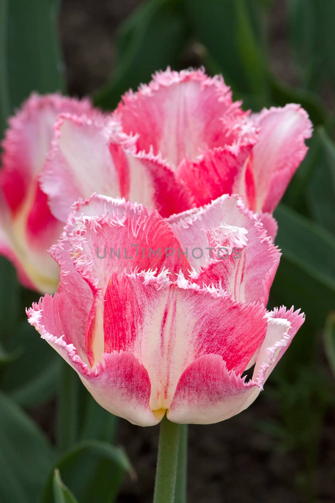 Set of tulips of different forms of flowers and colors. Image with shallow depth of field.