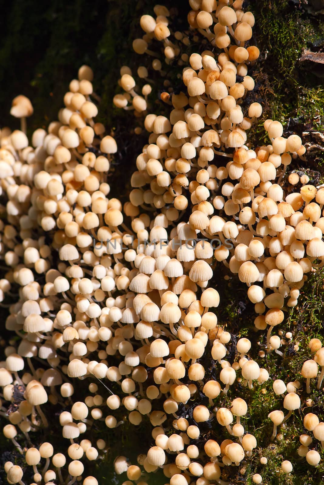 Lot of small mushrooms close up against  grass.