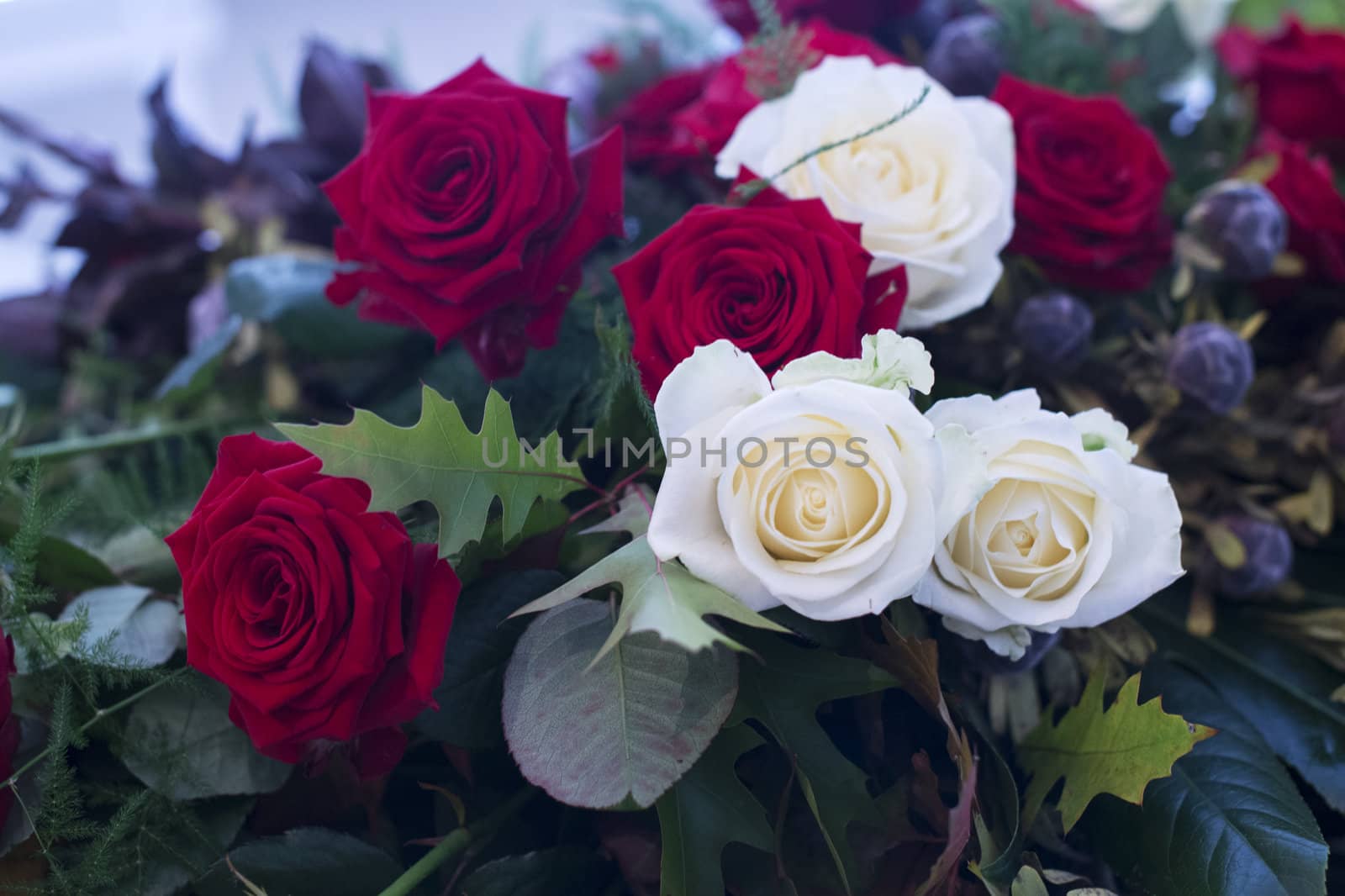 white and red roses by compuinfoto