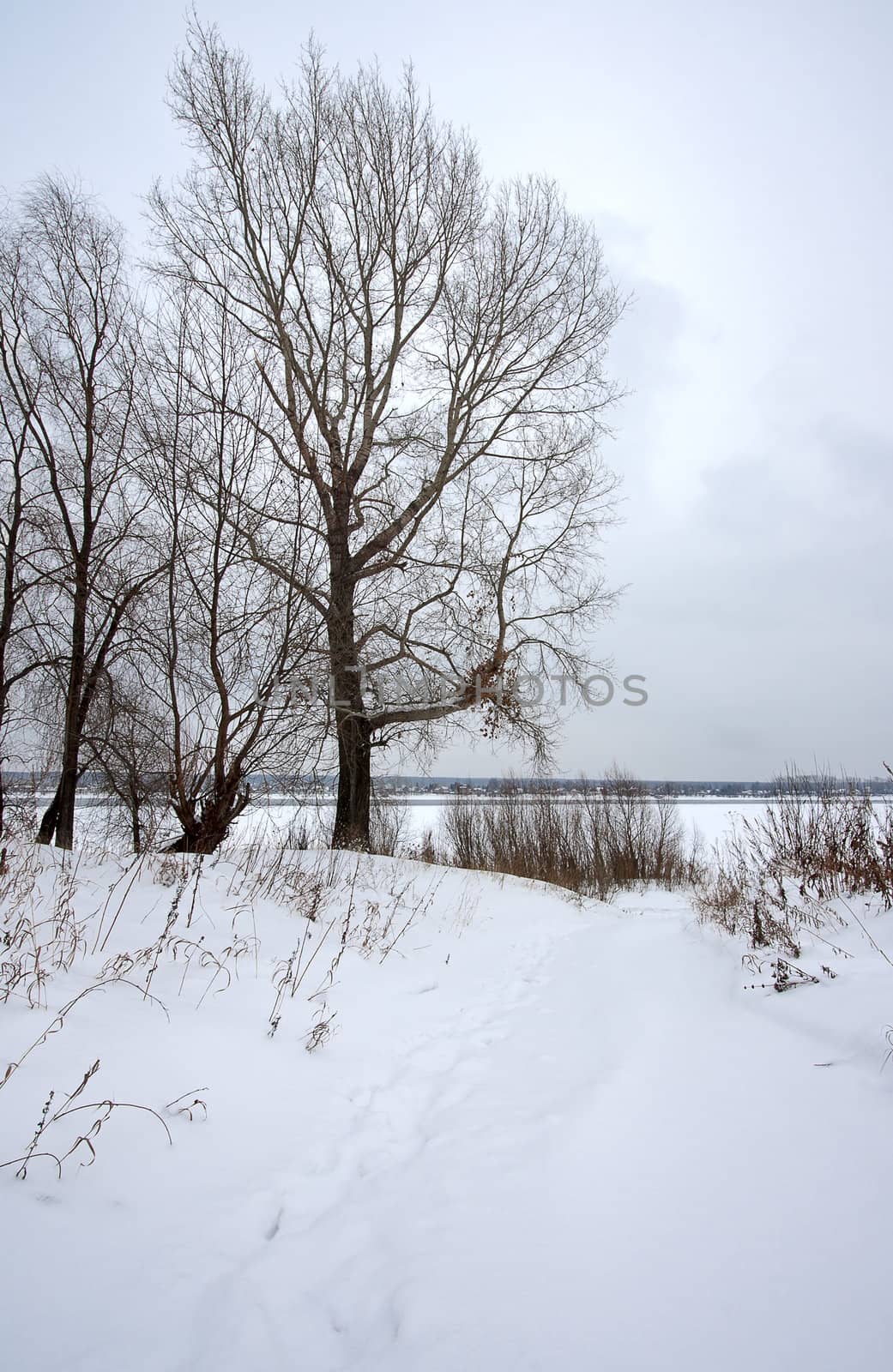 Forest in  snow on  shore on  background of overcast sky, Russia.