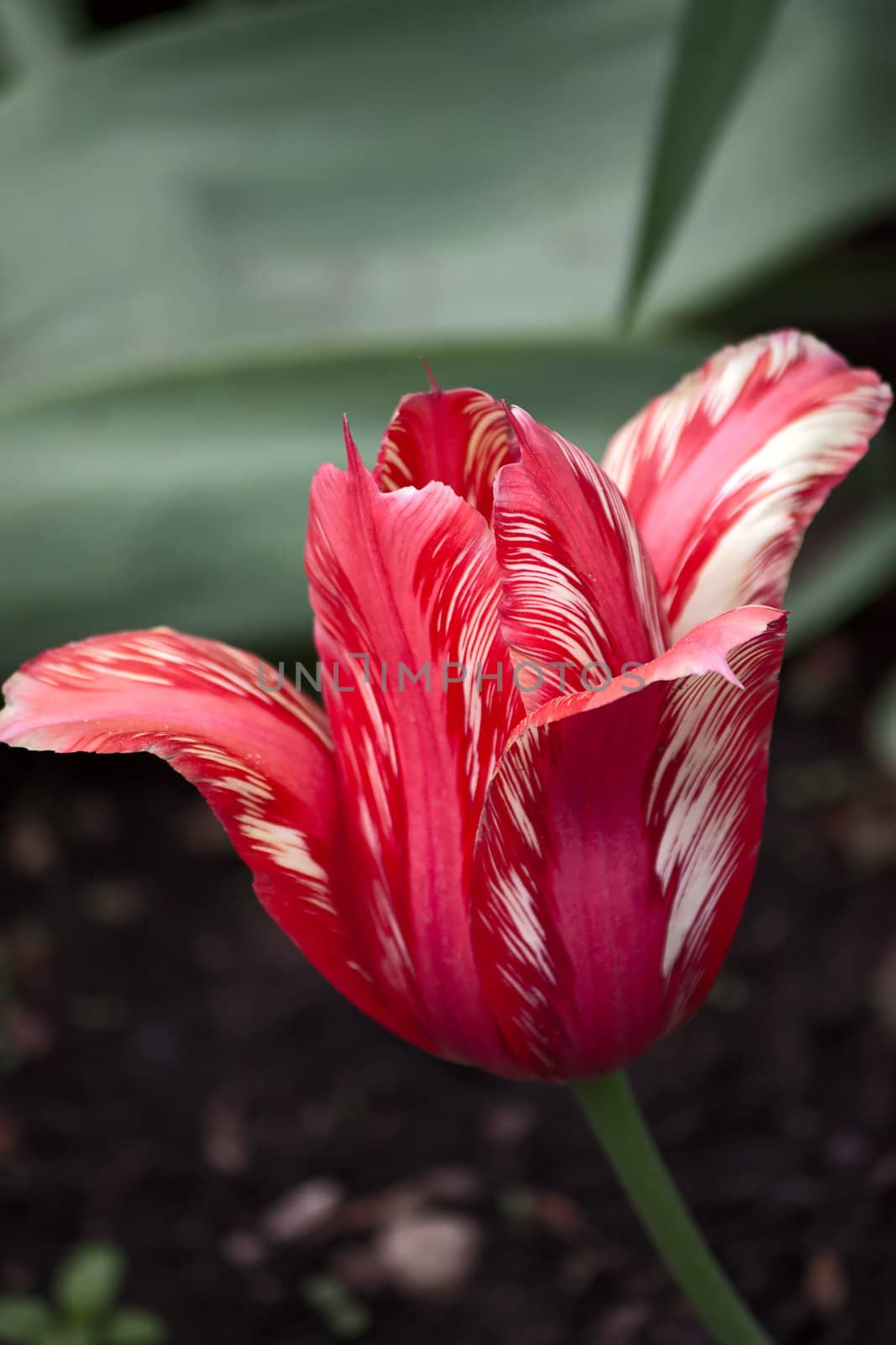 tulip by zhannaprokopeva