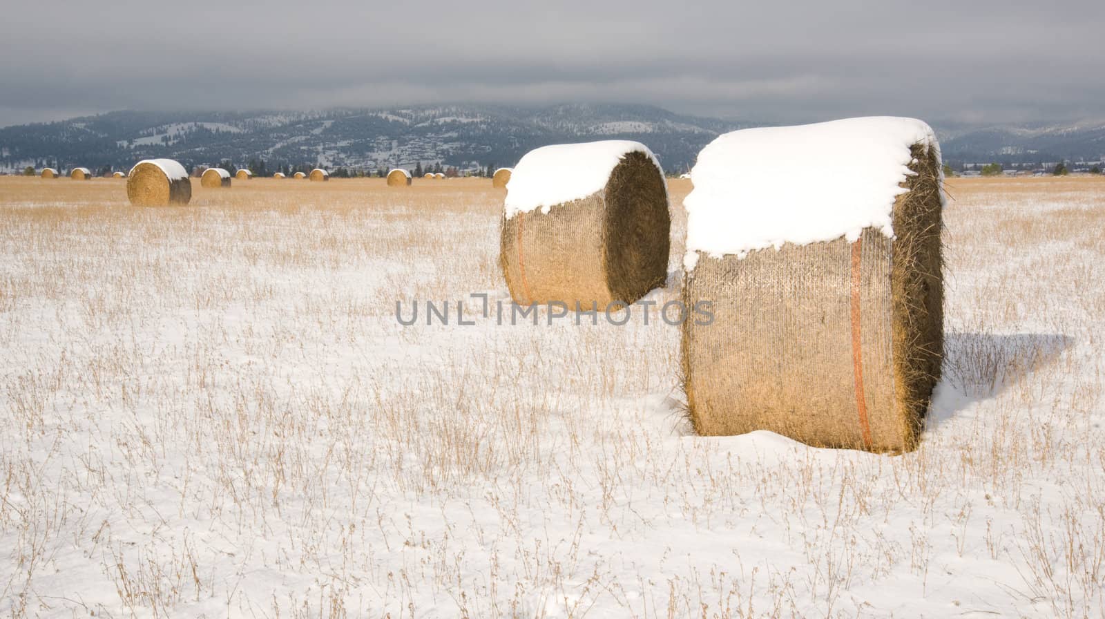 A hay bale stands in the field covered with fresh snow