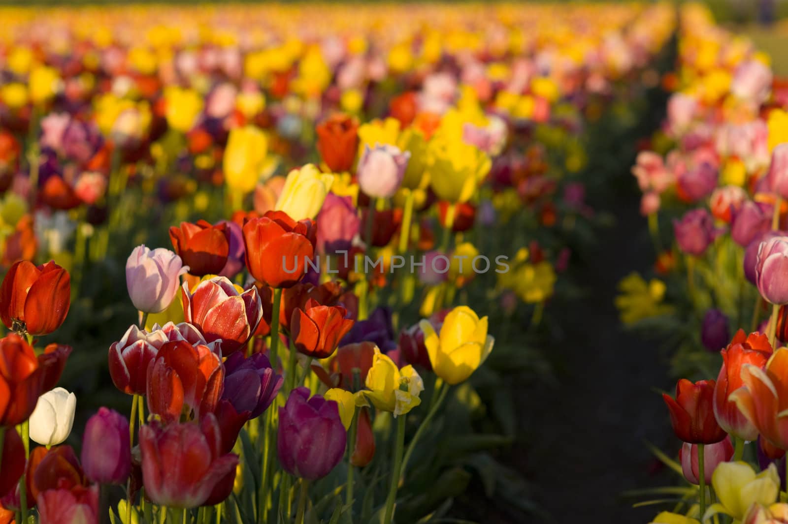 Row of multi colored Tulips still in the field