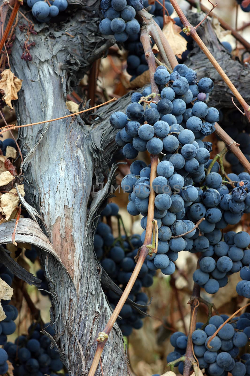 A well seasoned grape vine and trunk with ripened grapes ready to harvest