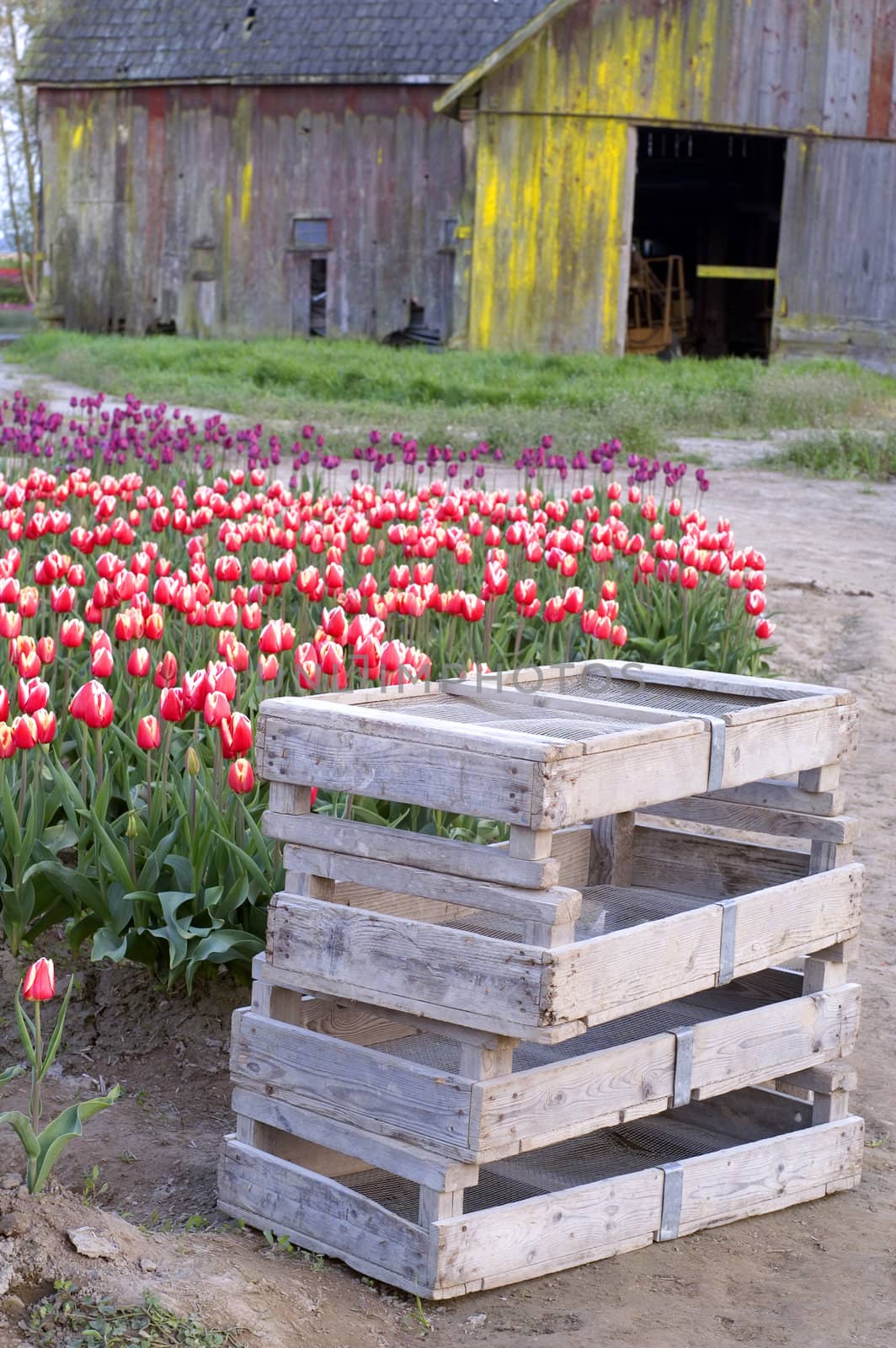 Buildings and equipment used in the production of Tulips wait to be used in the field