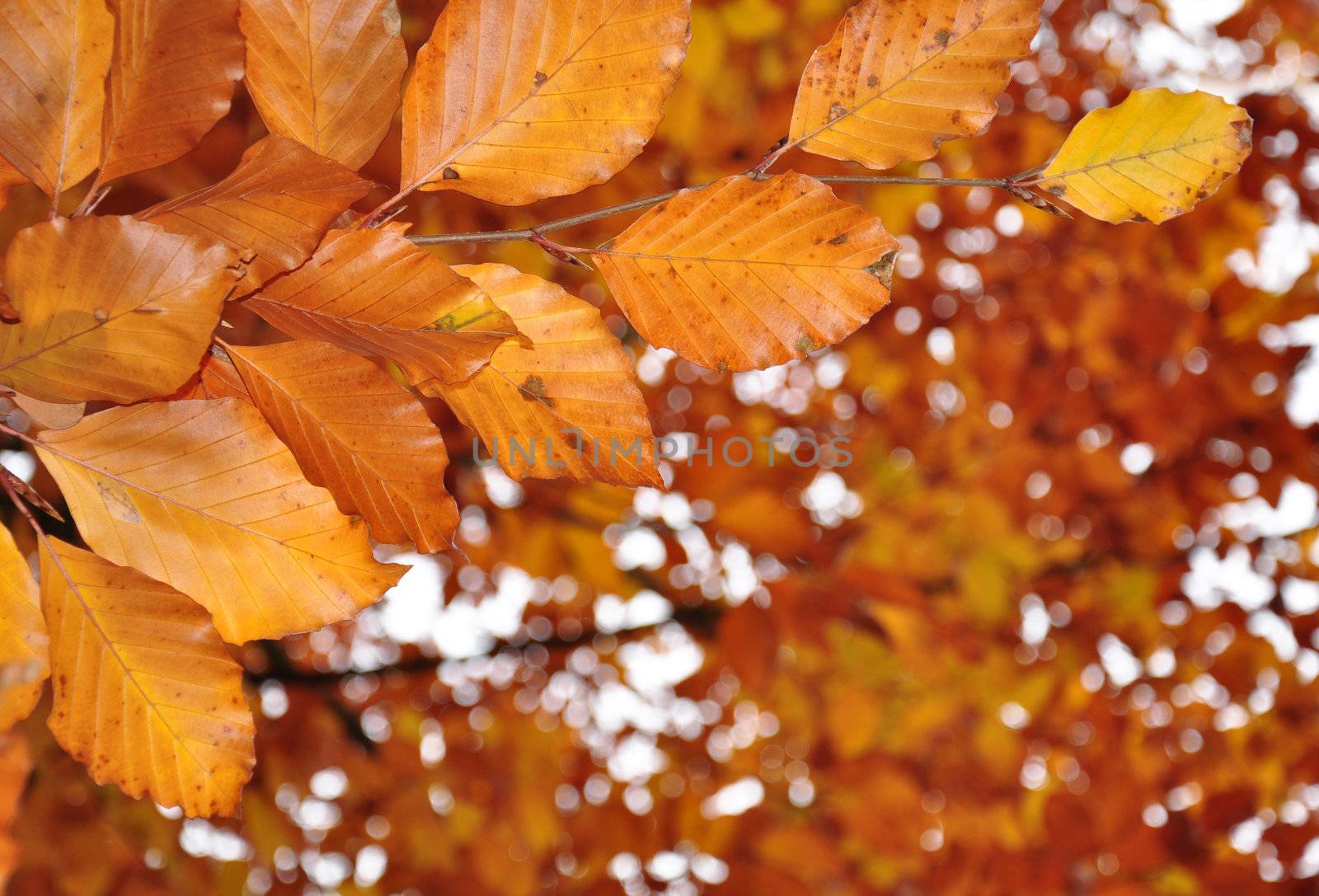 Fall leaves by rbiedermann