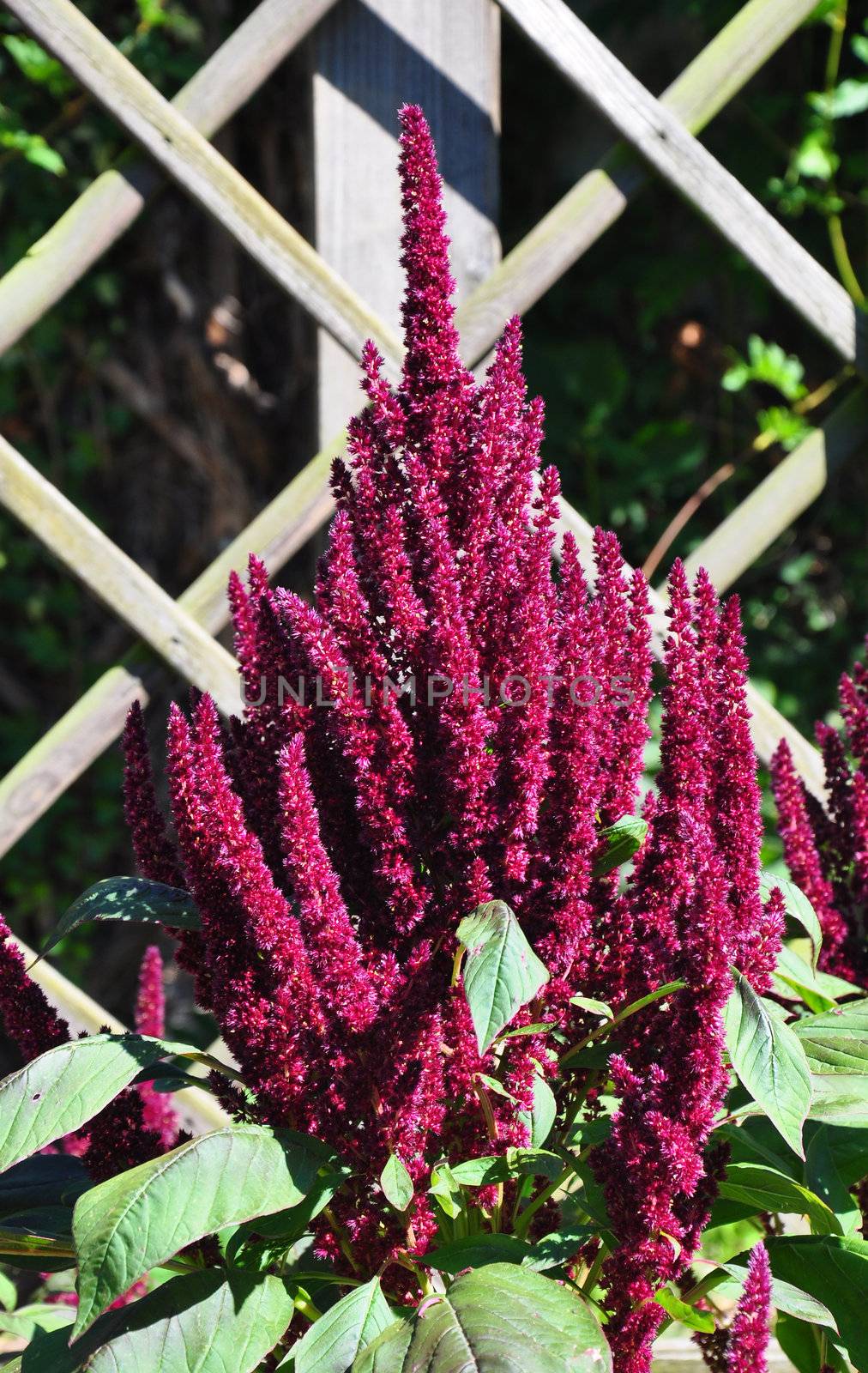 Red amaranth (Amaranthus cruentus)