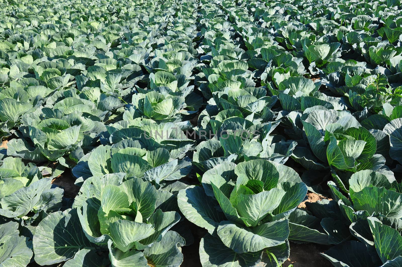 Cabbage field