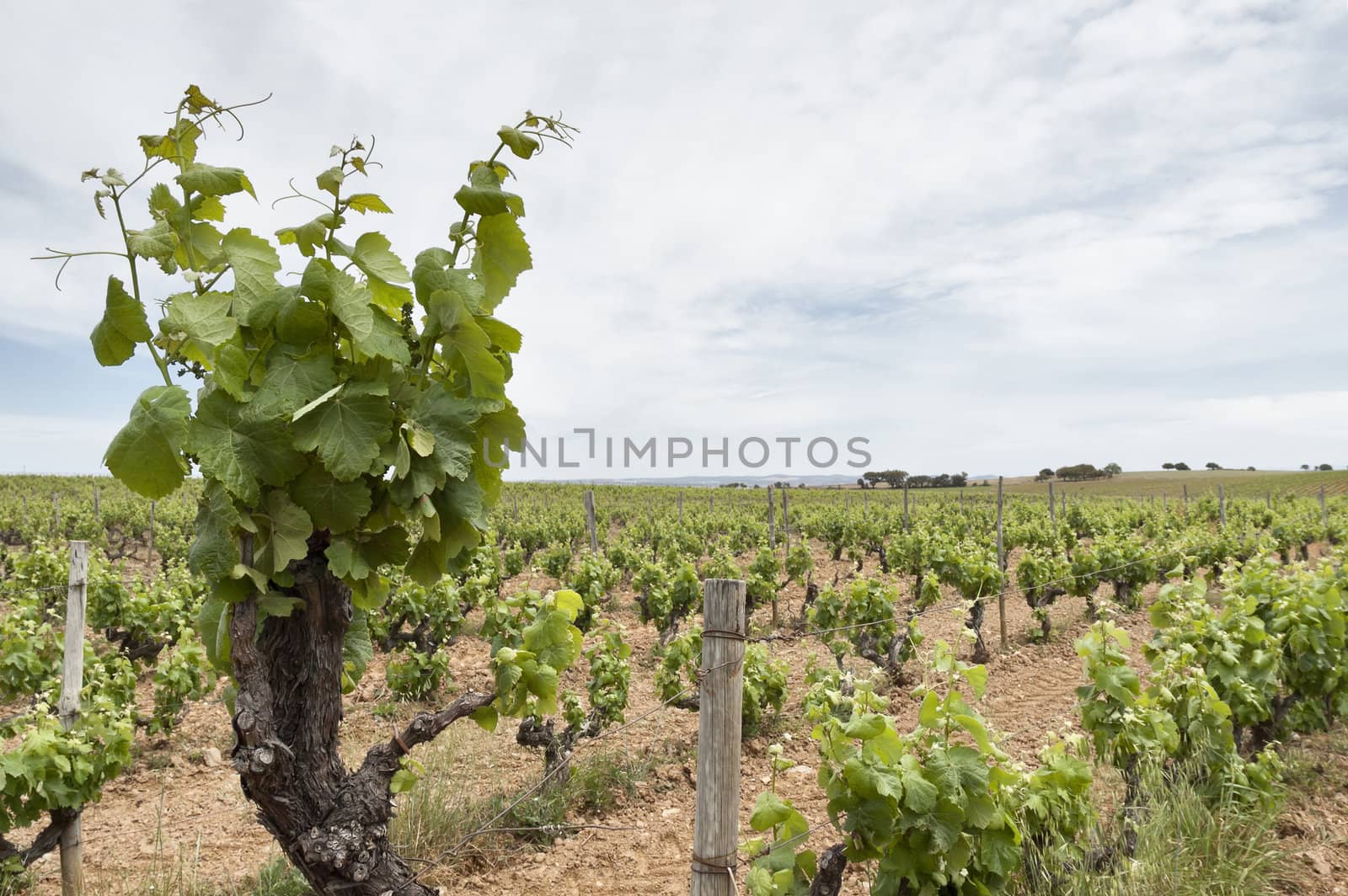 Old vines by mrfotos